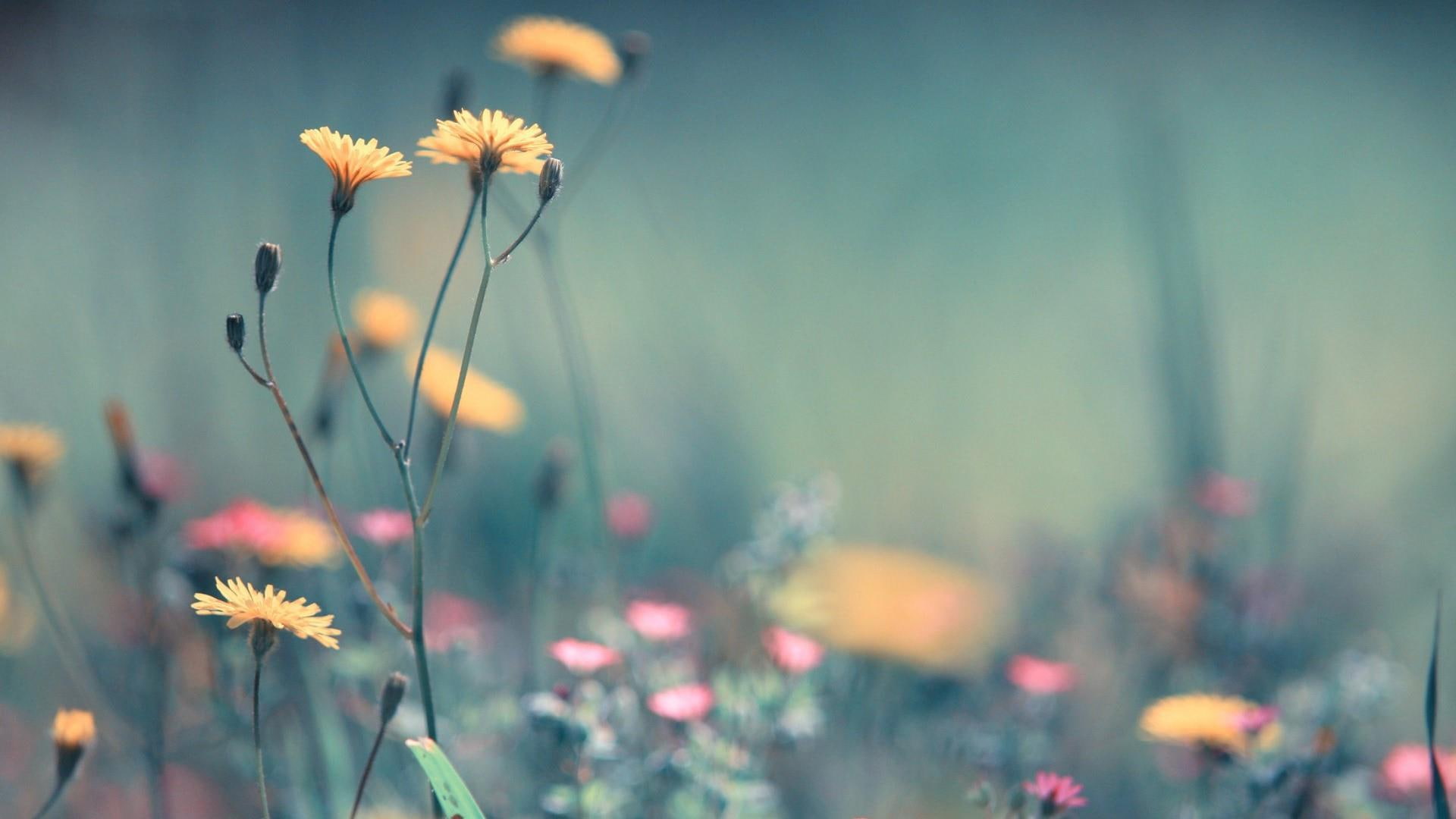 wild flowers flower field spring garden wallpaper