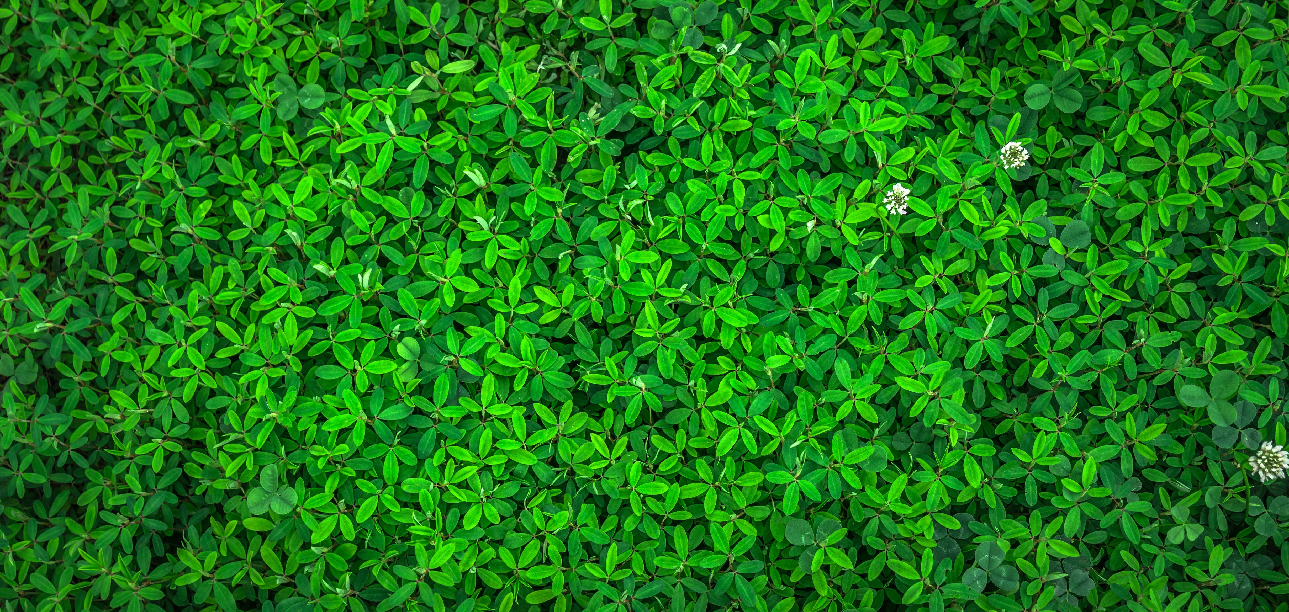 leaf nature green spring