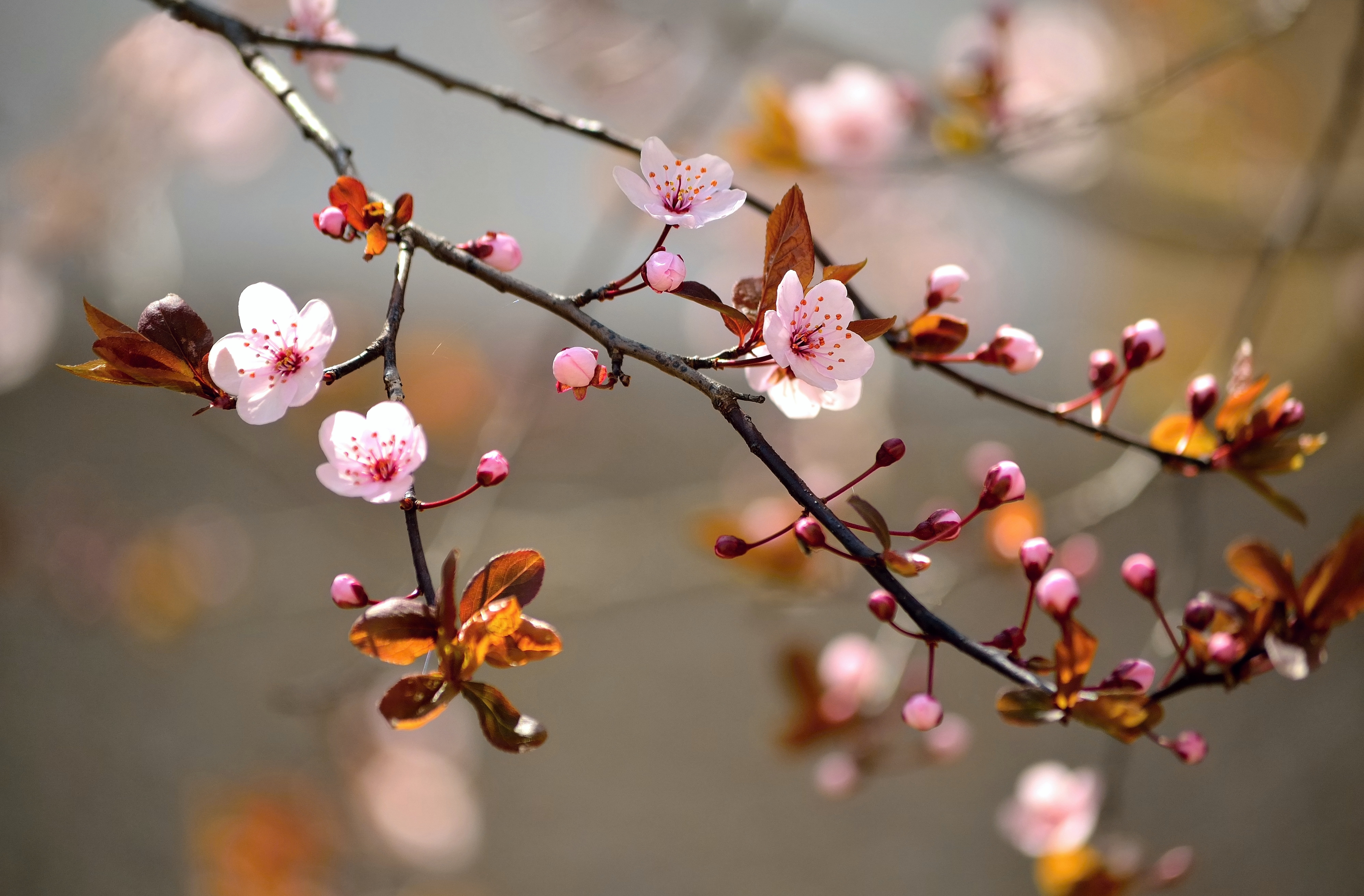leaves macro flowers branches wallpaper
