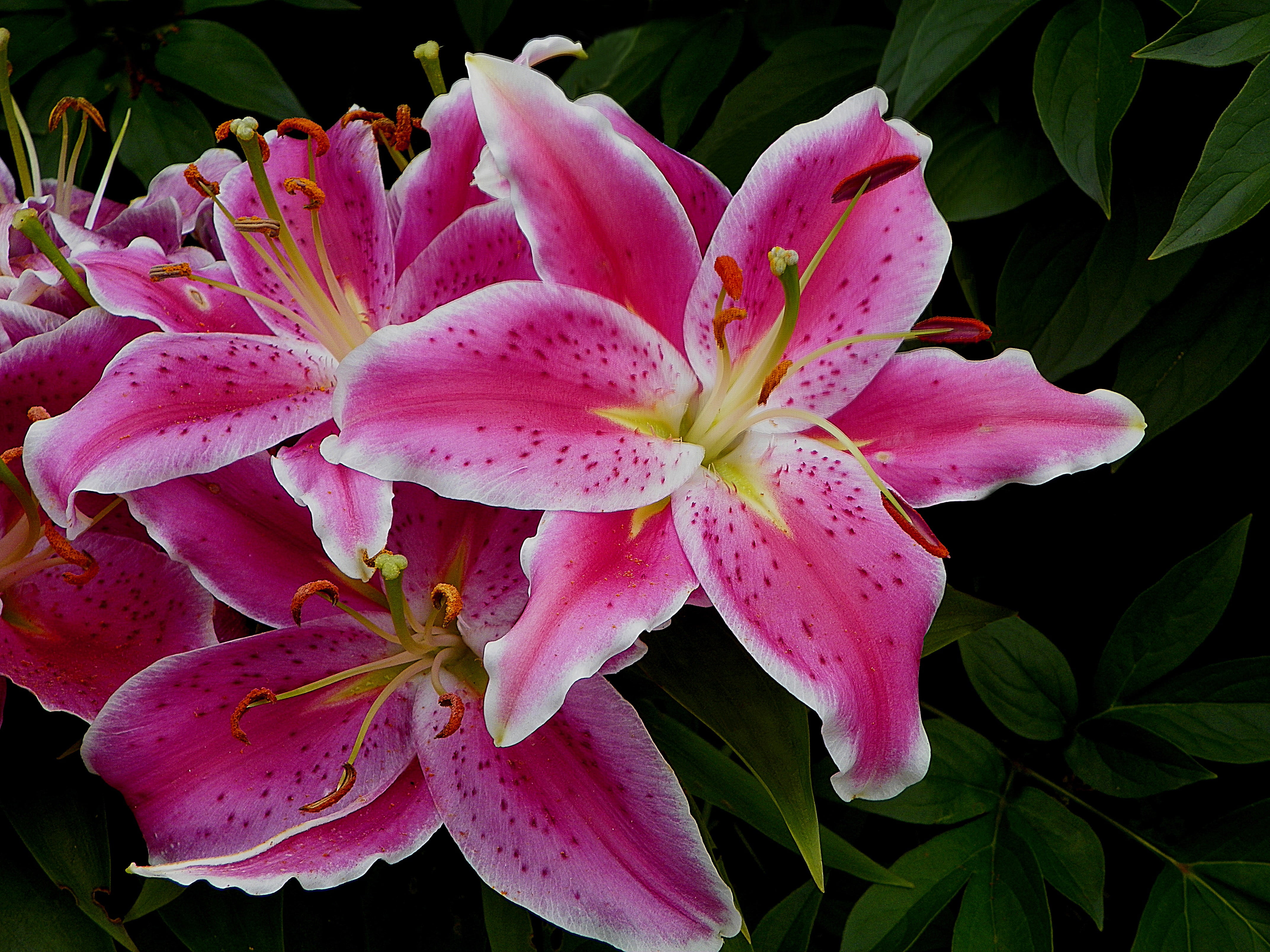 lily stargazer floral nature