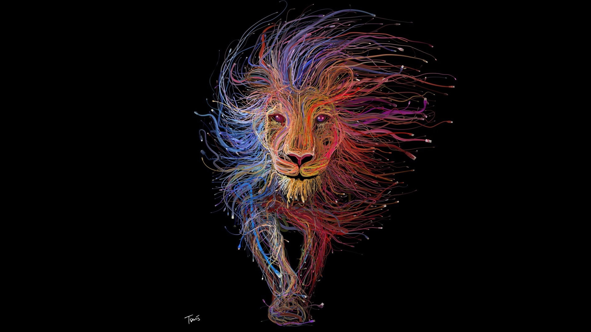 lion high resolution desktop wallpaper