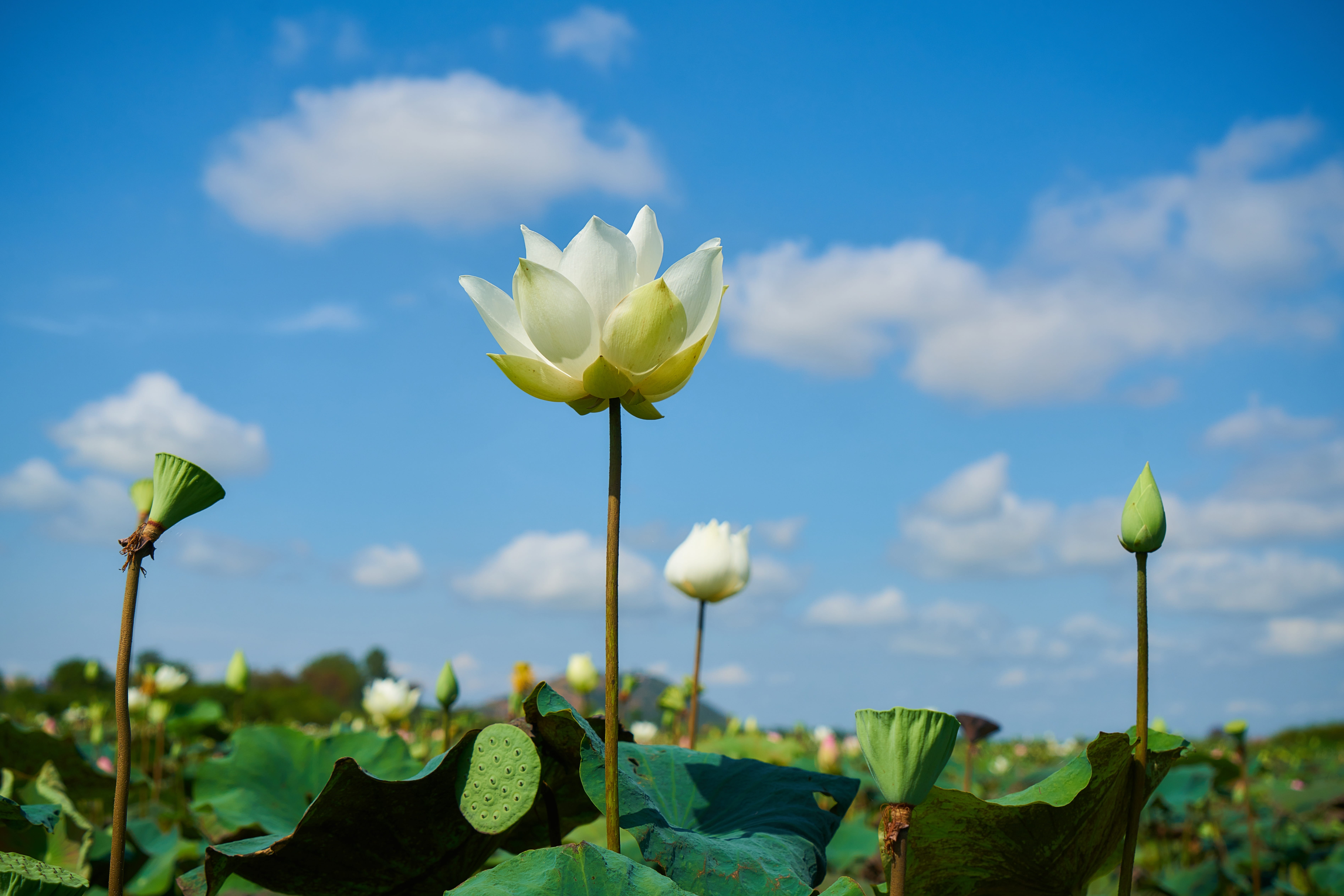 lotus flower beauty spring