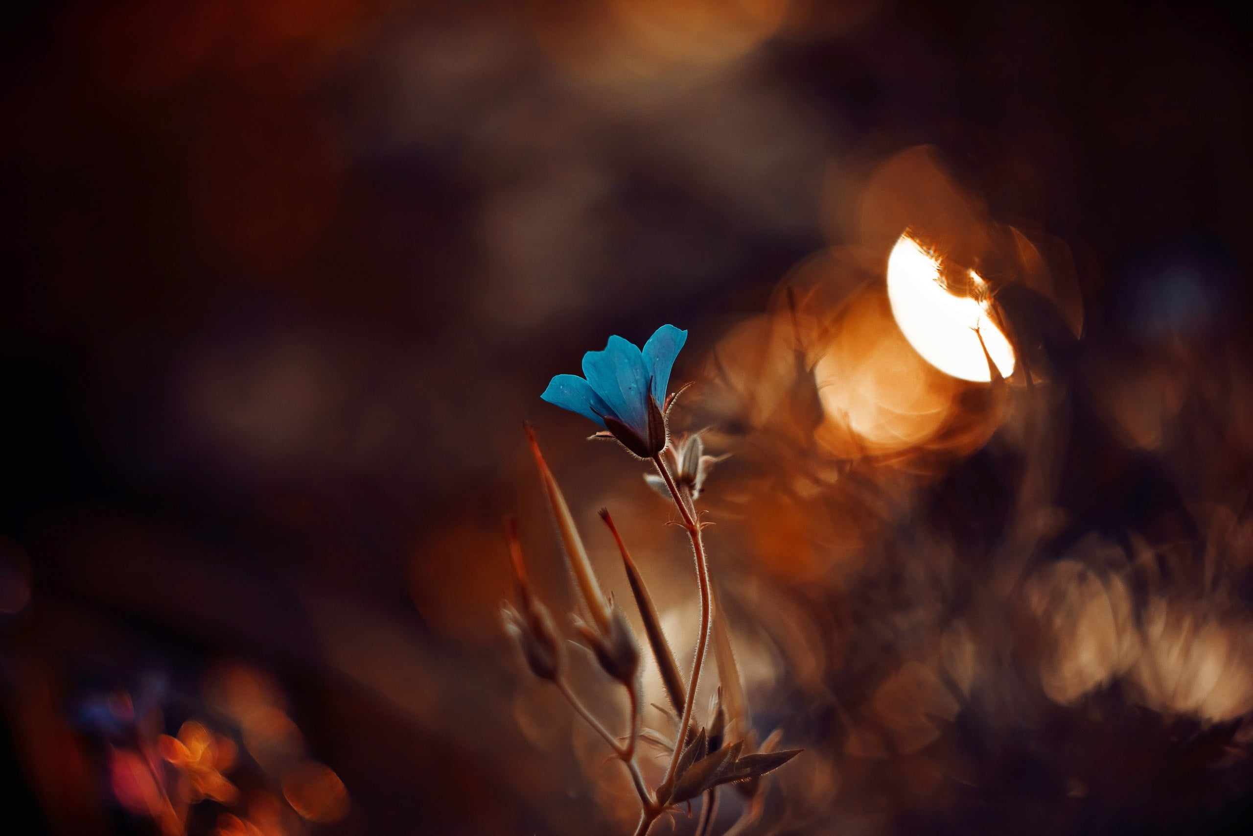 macro plants flowers nature wallpaper