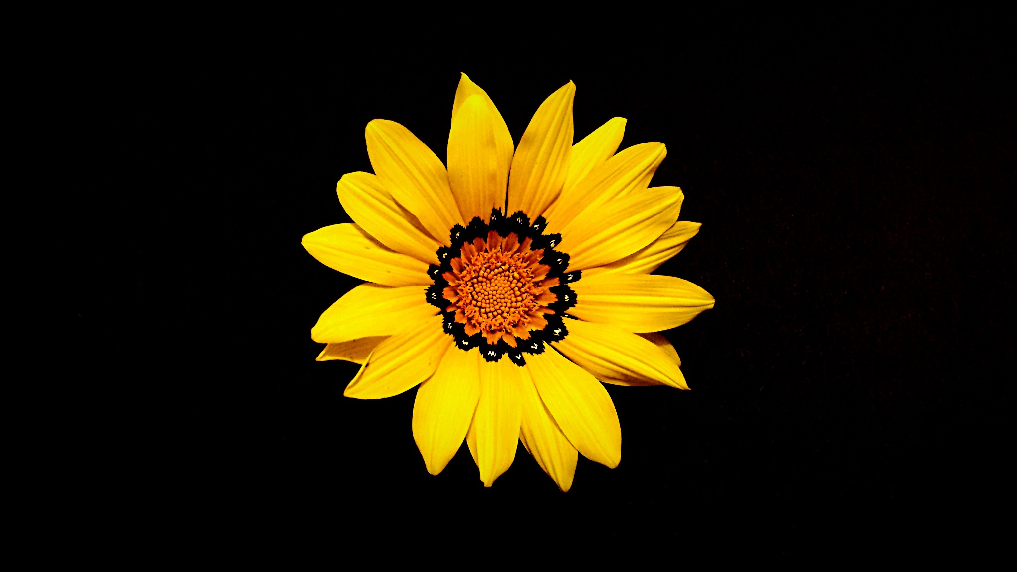 mother s day flower yellow nature