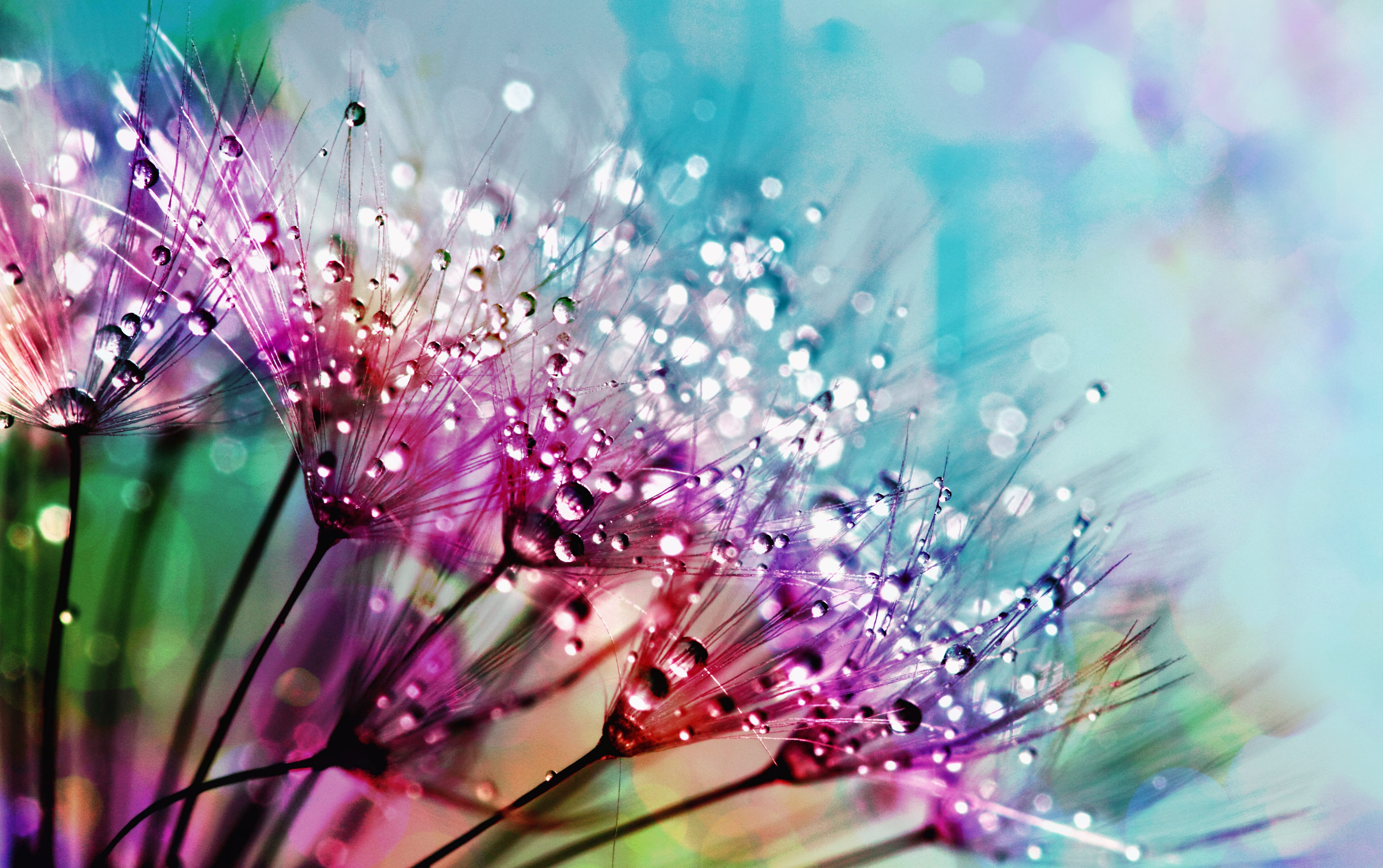 nature flower flora color