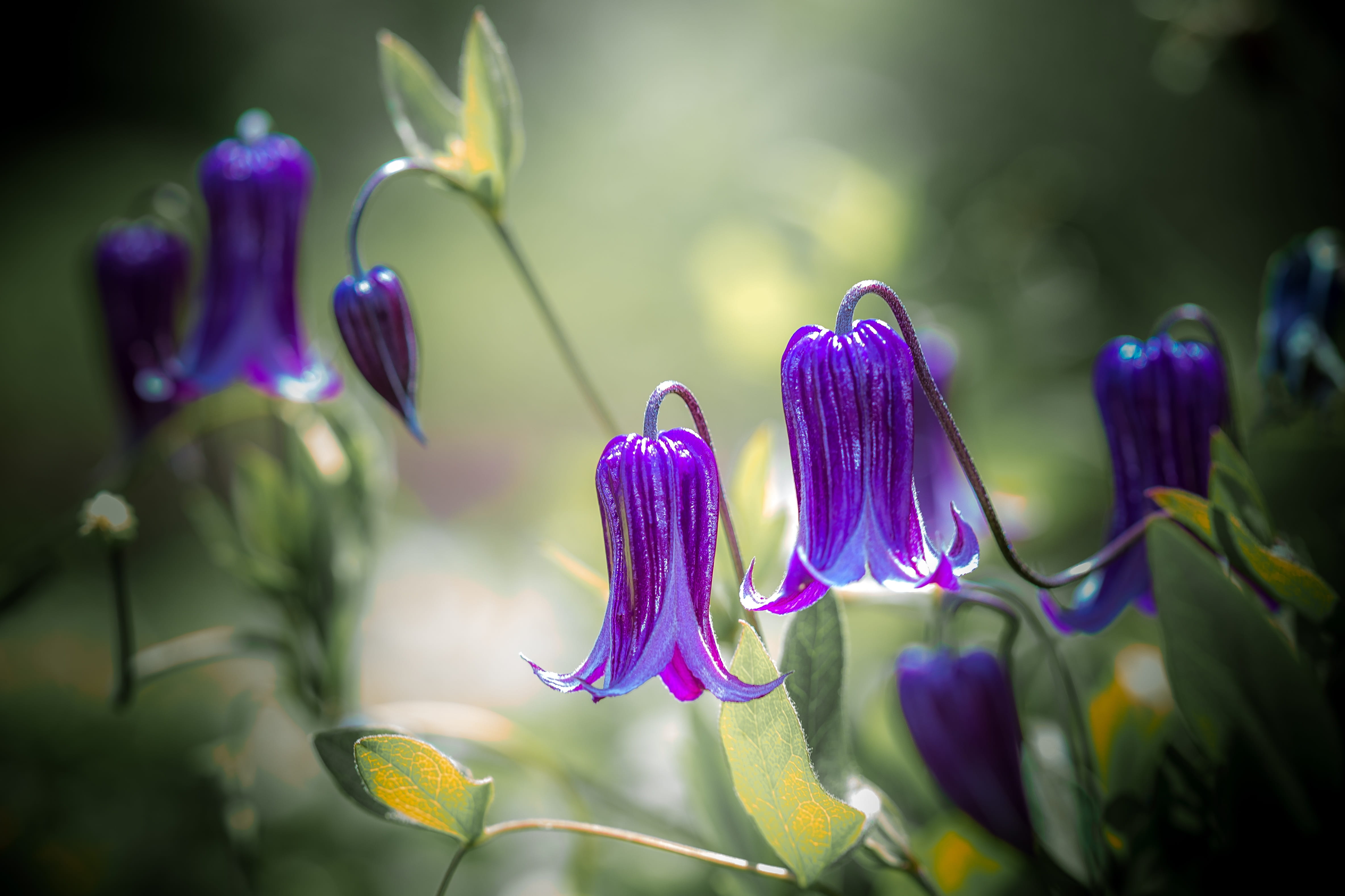 nature flower flora garden