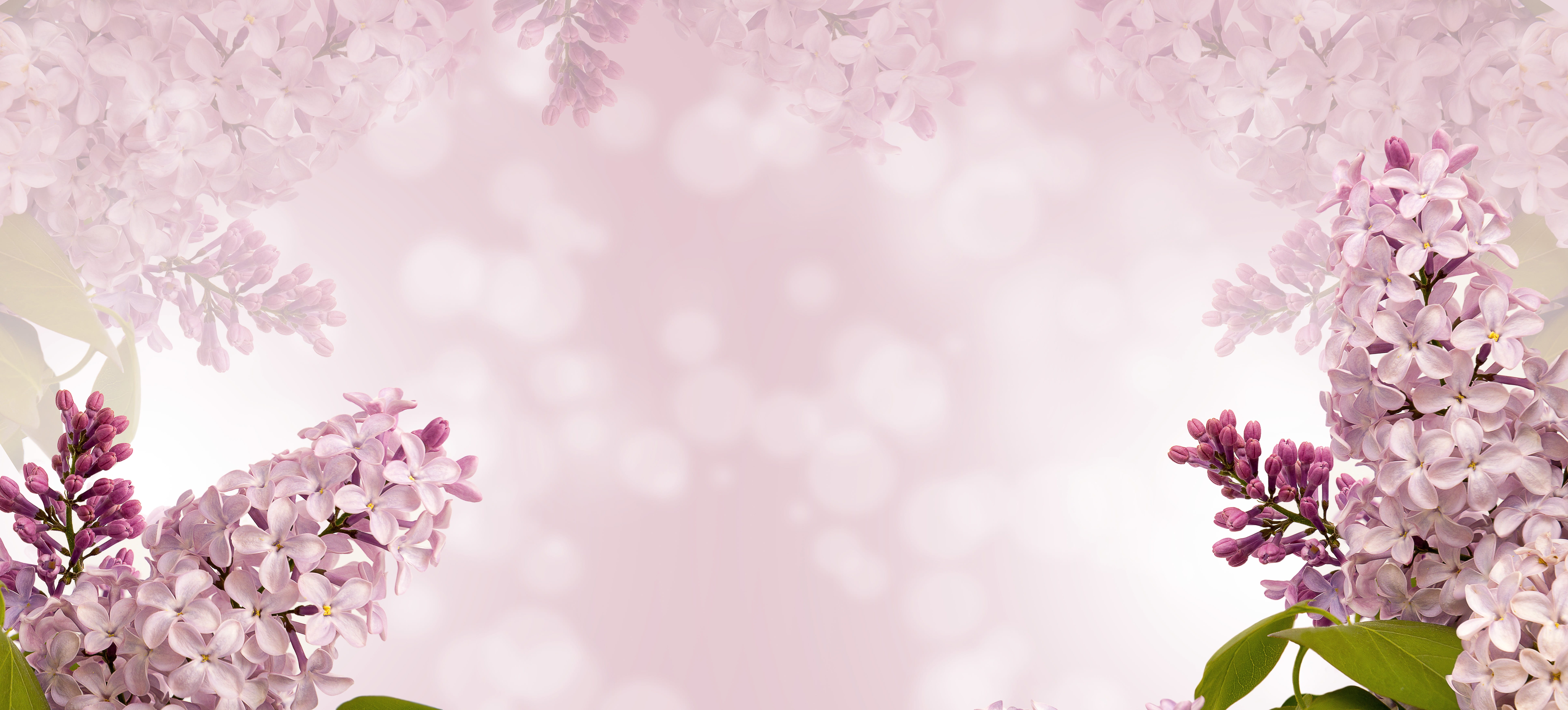 nature flower flora season