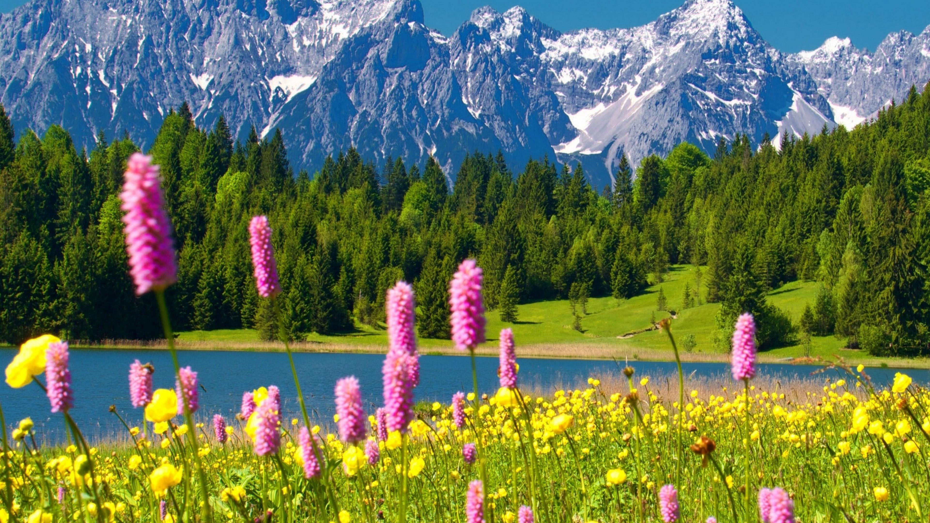 nature flower spring flowers wallpaper