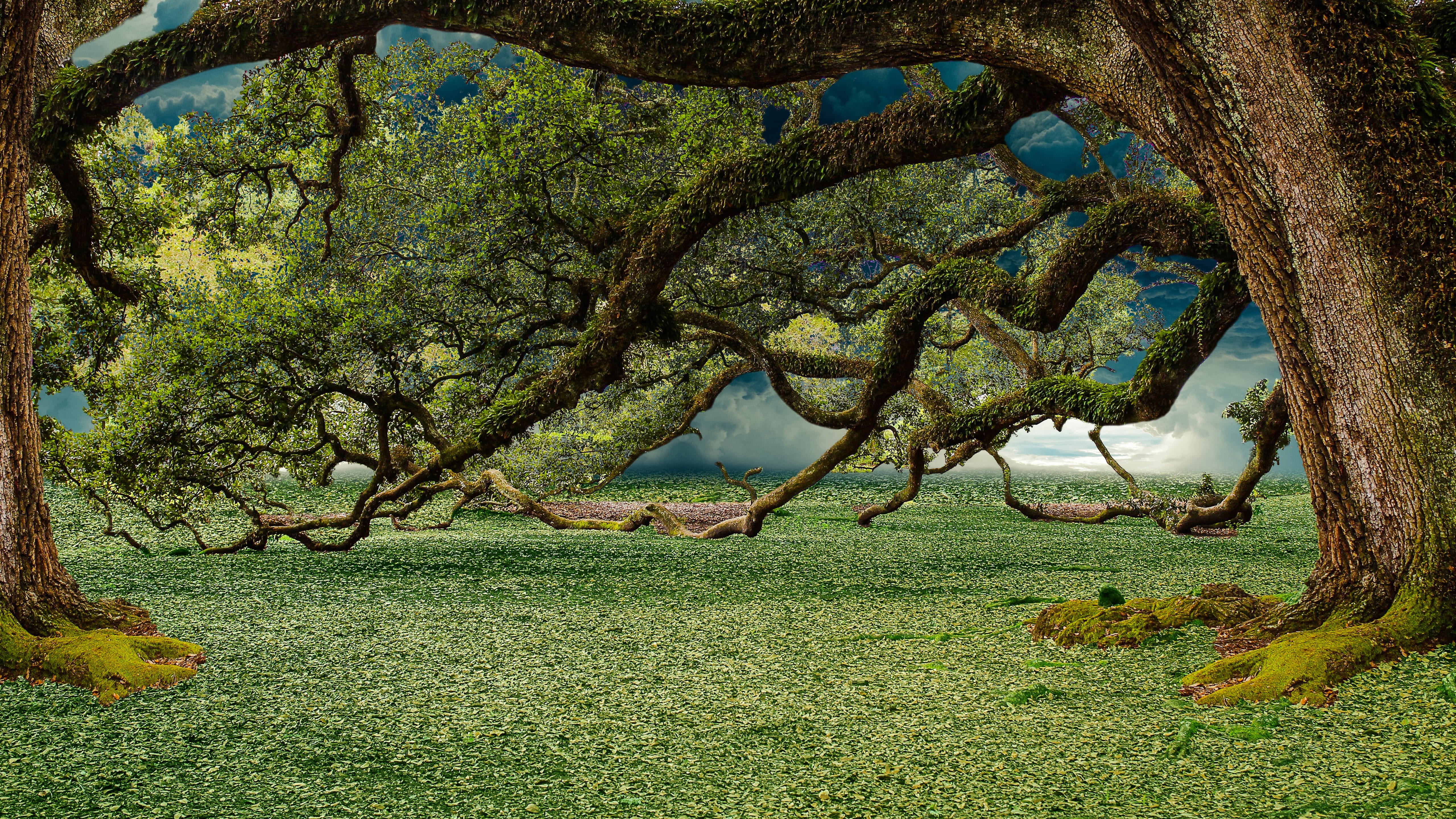 nature forest foliage tree