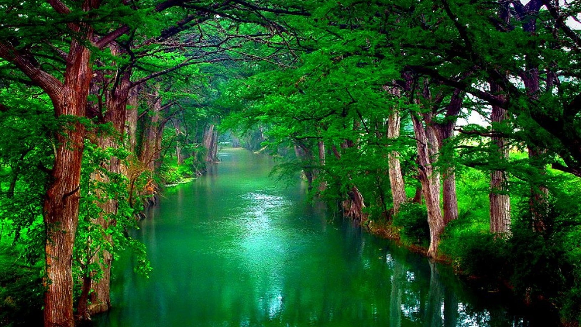nature forest landscape tree wallpaper