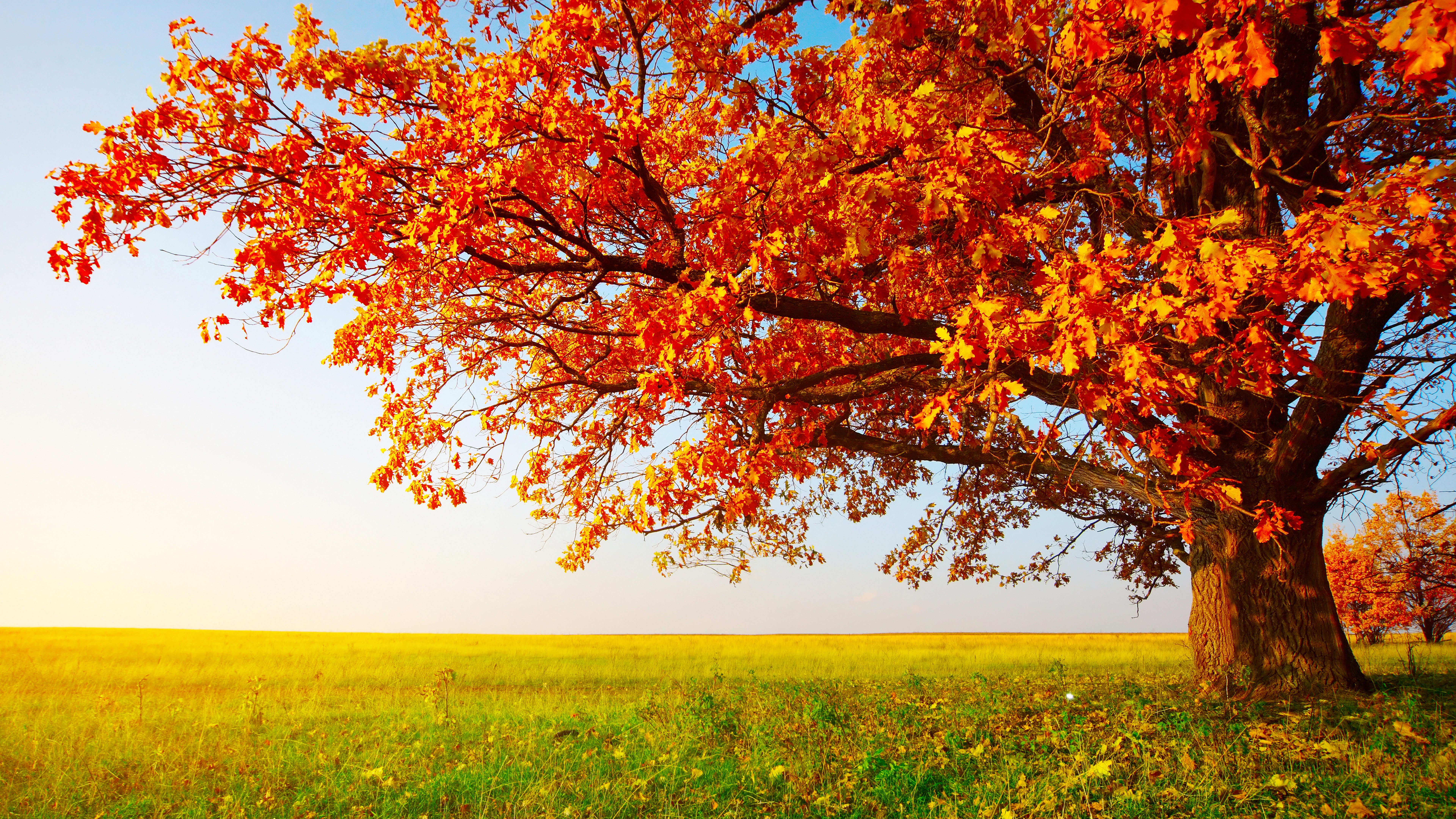 nature full size desktop 7680x4320 wallpaper