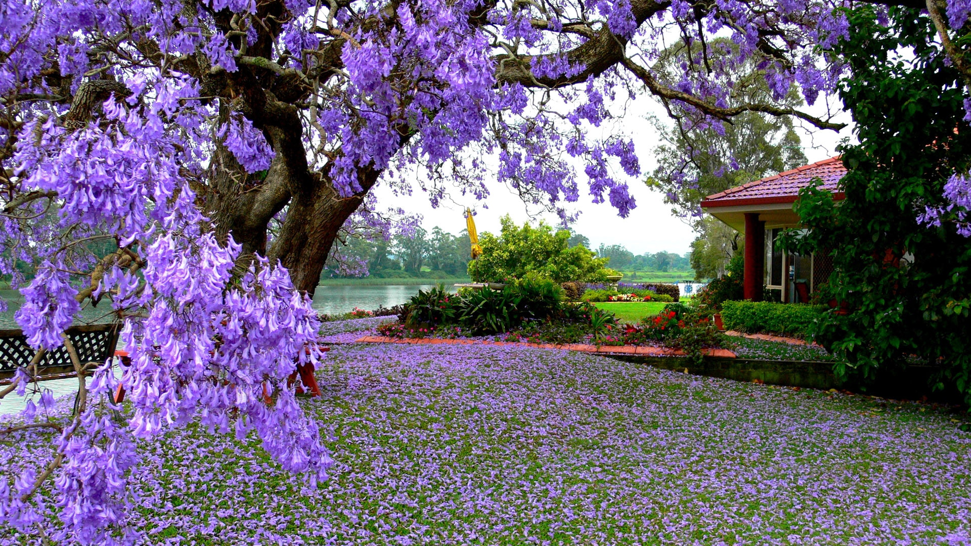 nature garden tree plant wallpaper