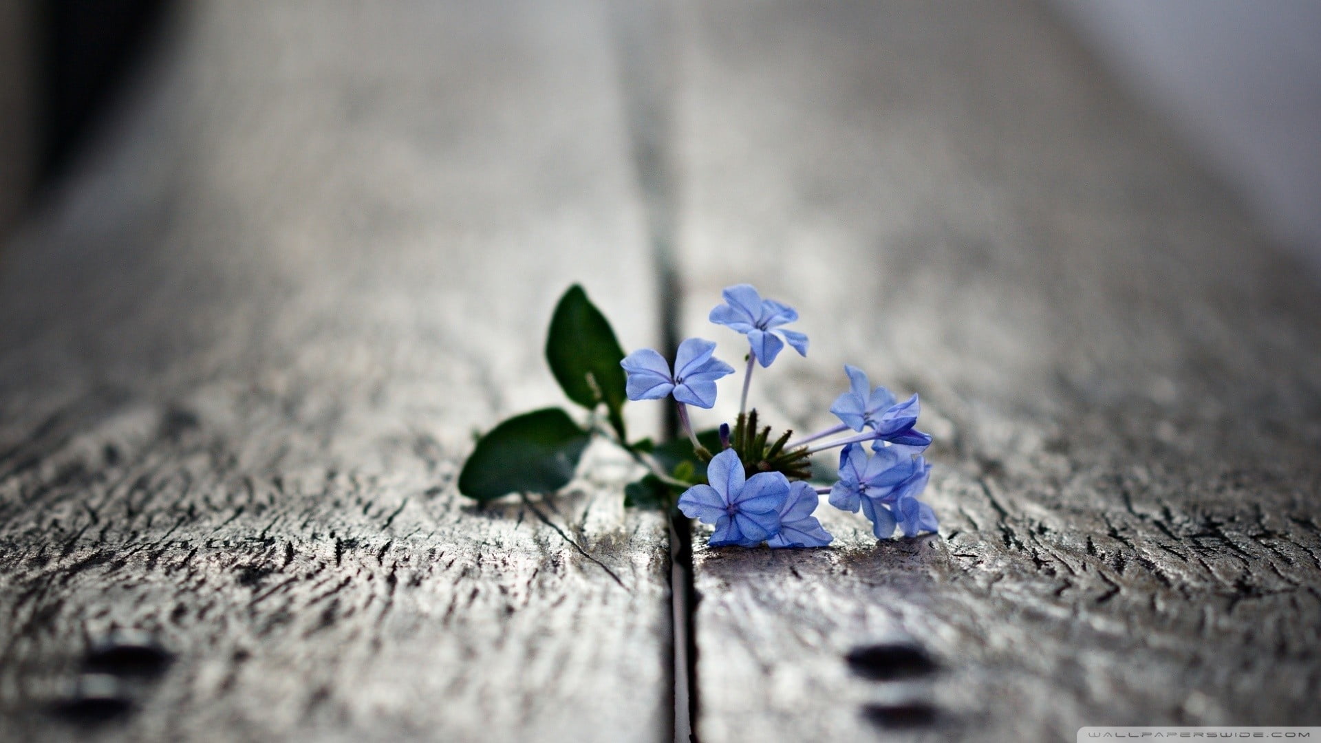 nature macro flowers blurred wallpaper