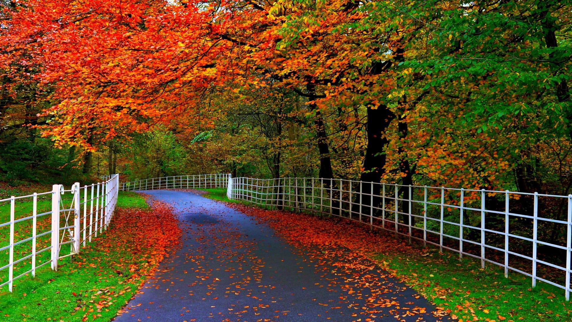 nature maple autumn season wallpaper