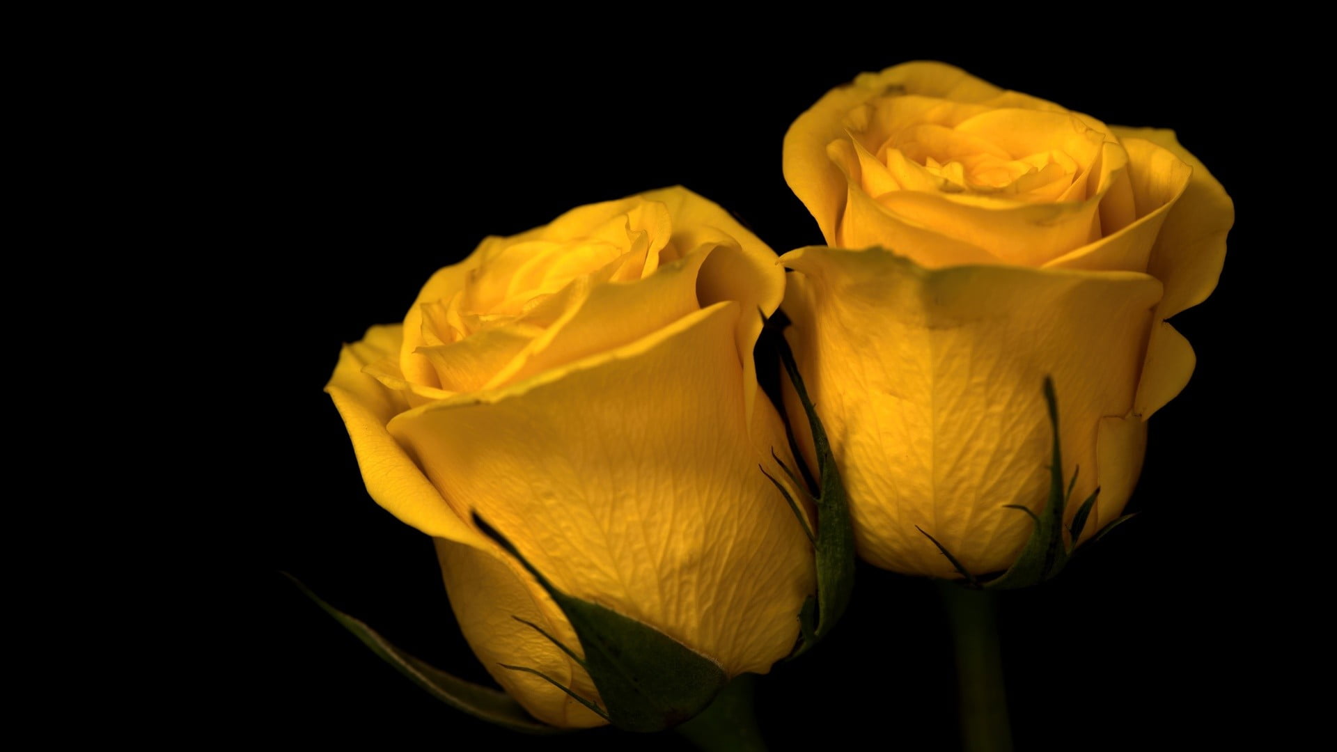 nature plants flowers macro wallpaper