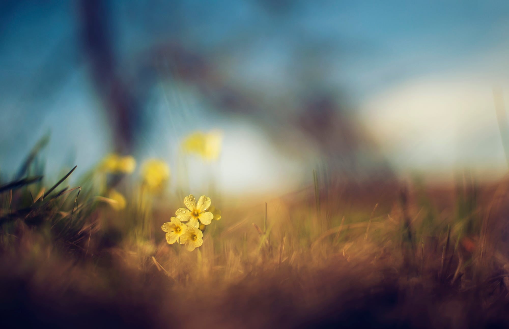 nature yellow flowers macro depth of field wallpaper