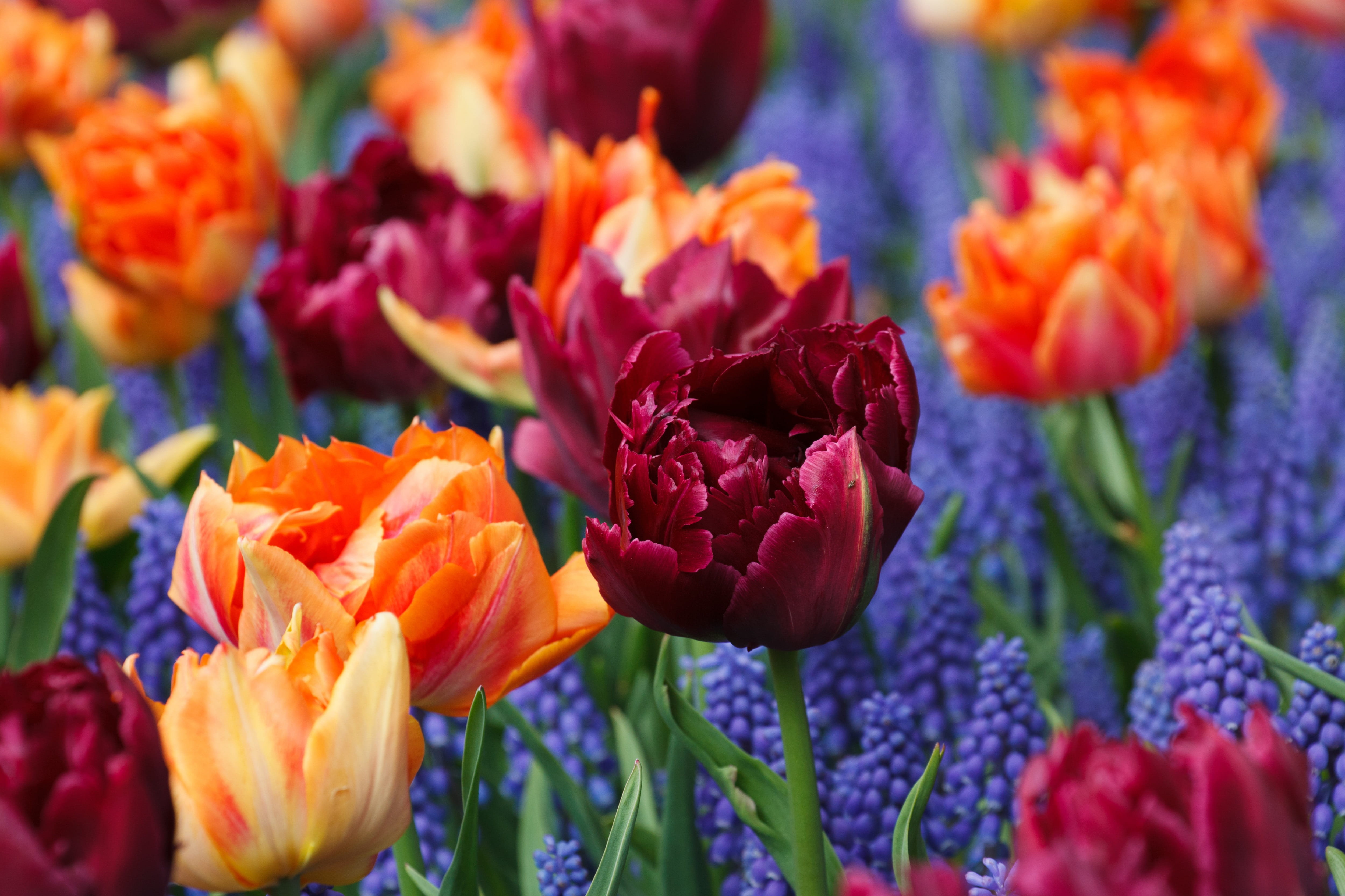 orange tulips flower purple