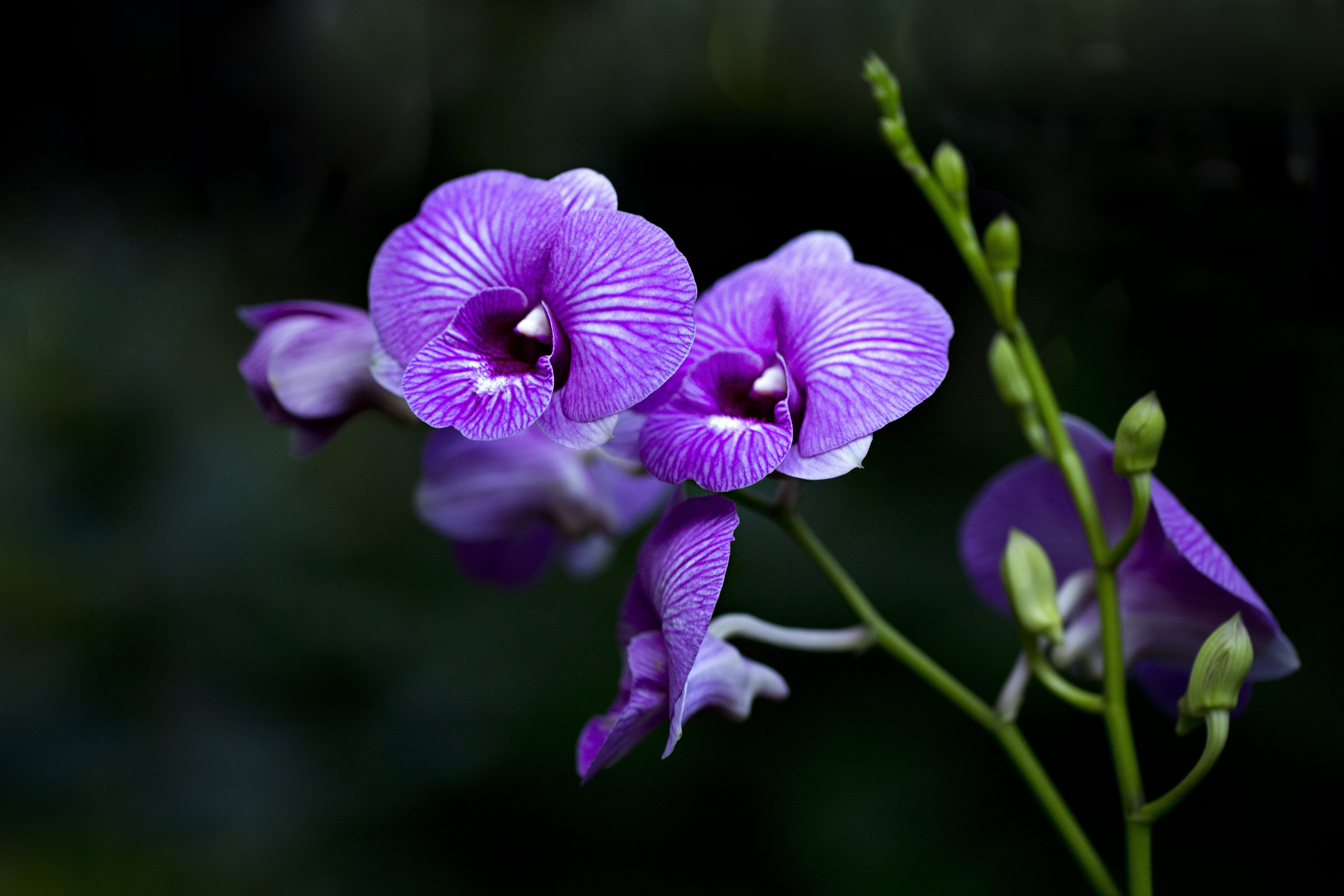 orchids flora flower plant