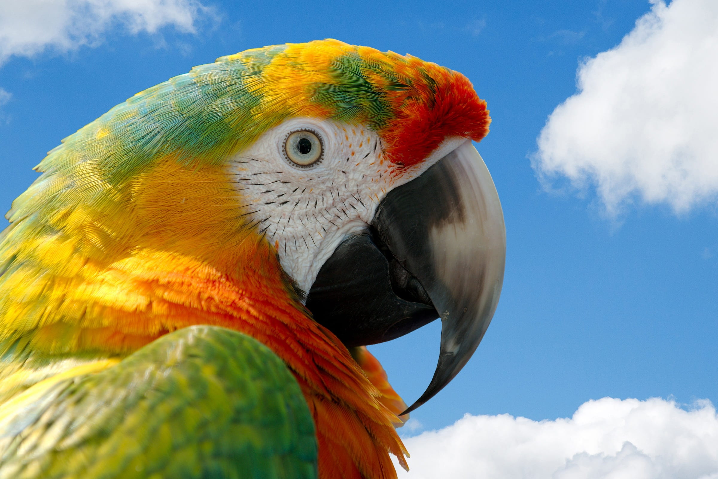 parrot macaw bird nature