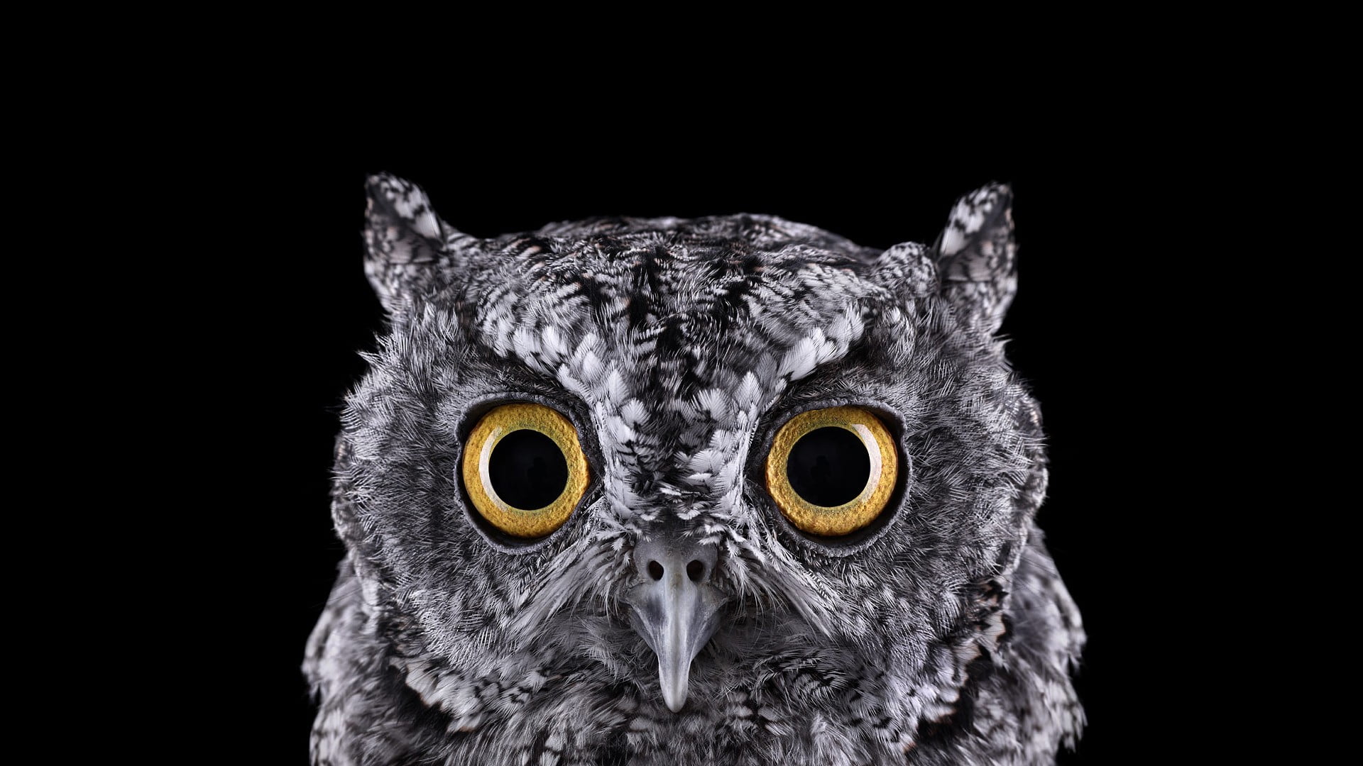 photography animals birds owl wallpaper
