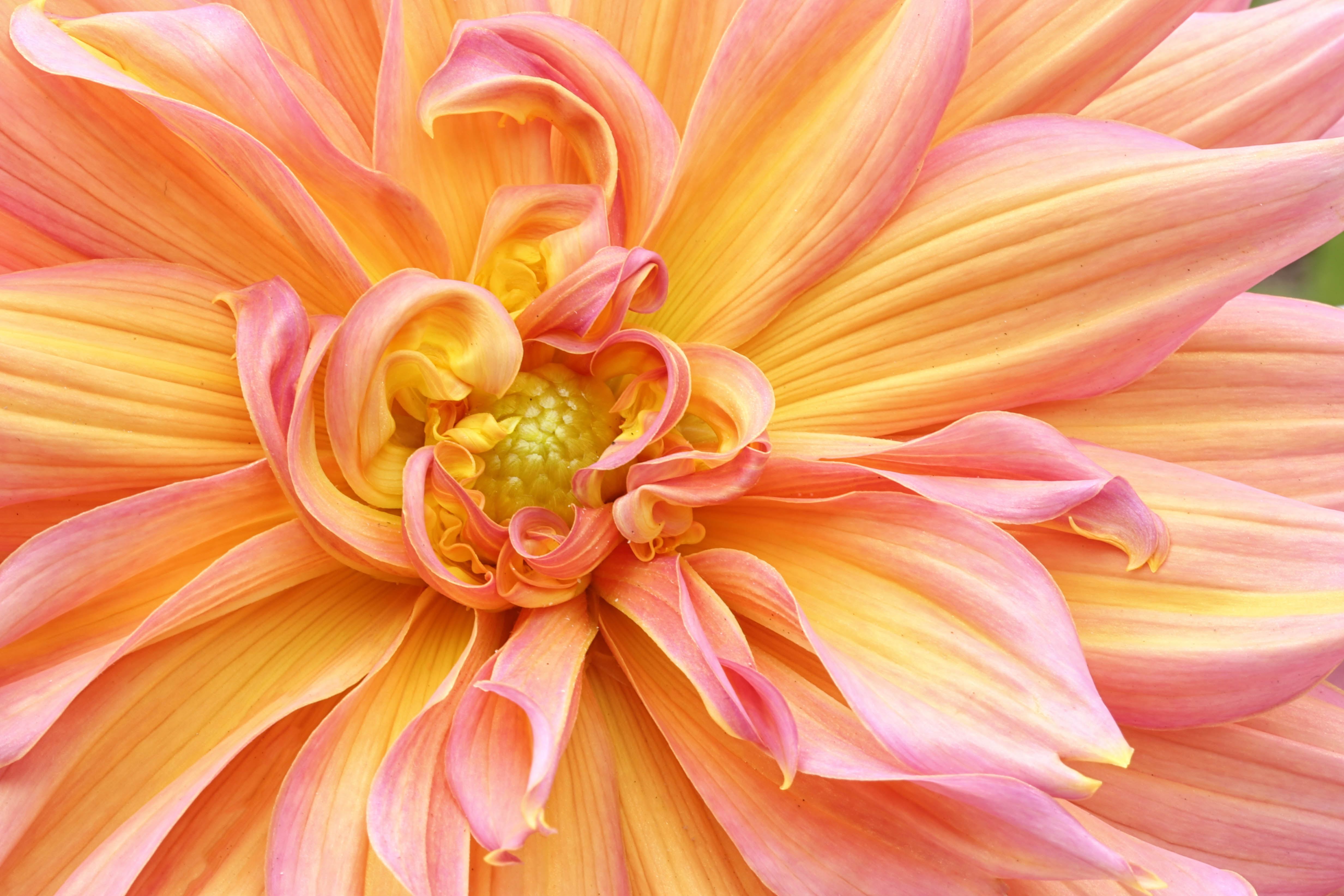 photography of pink flower during day time wallpaper