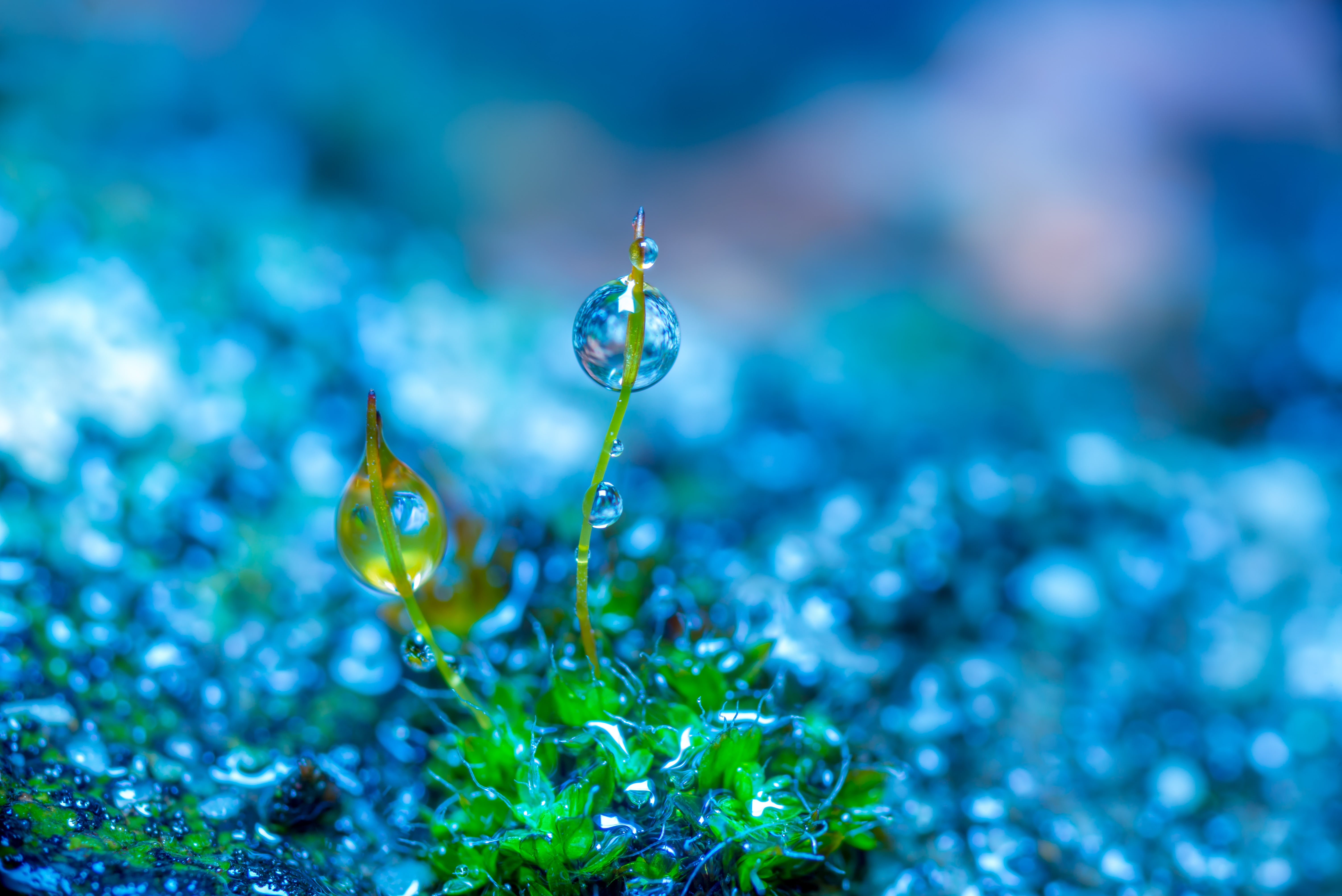 photo manipulation nature macro colorful wallpaper