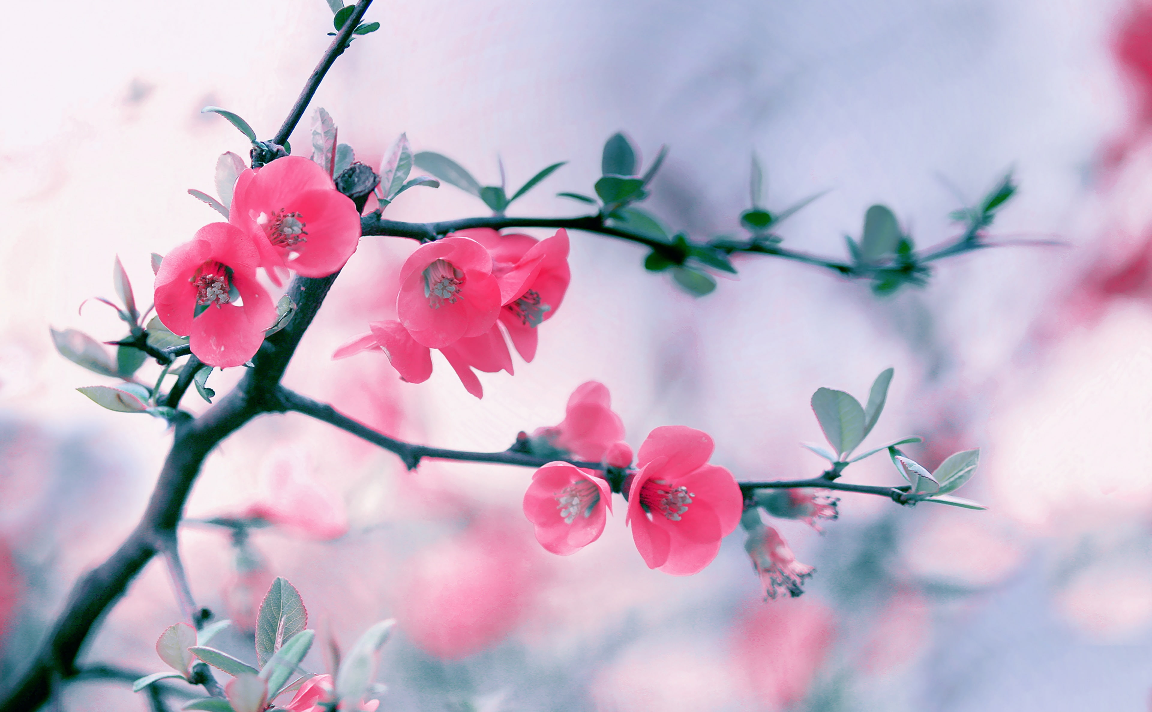 pink blossom flowers spring wallpaper