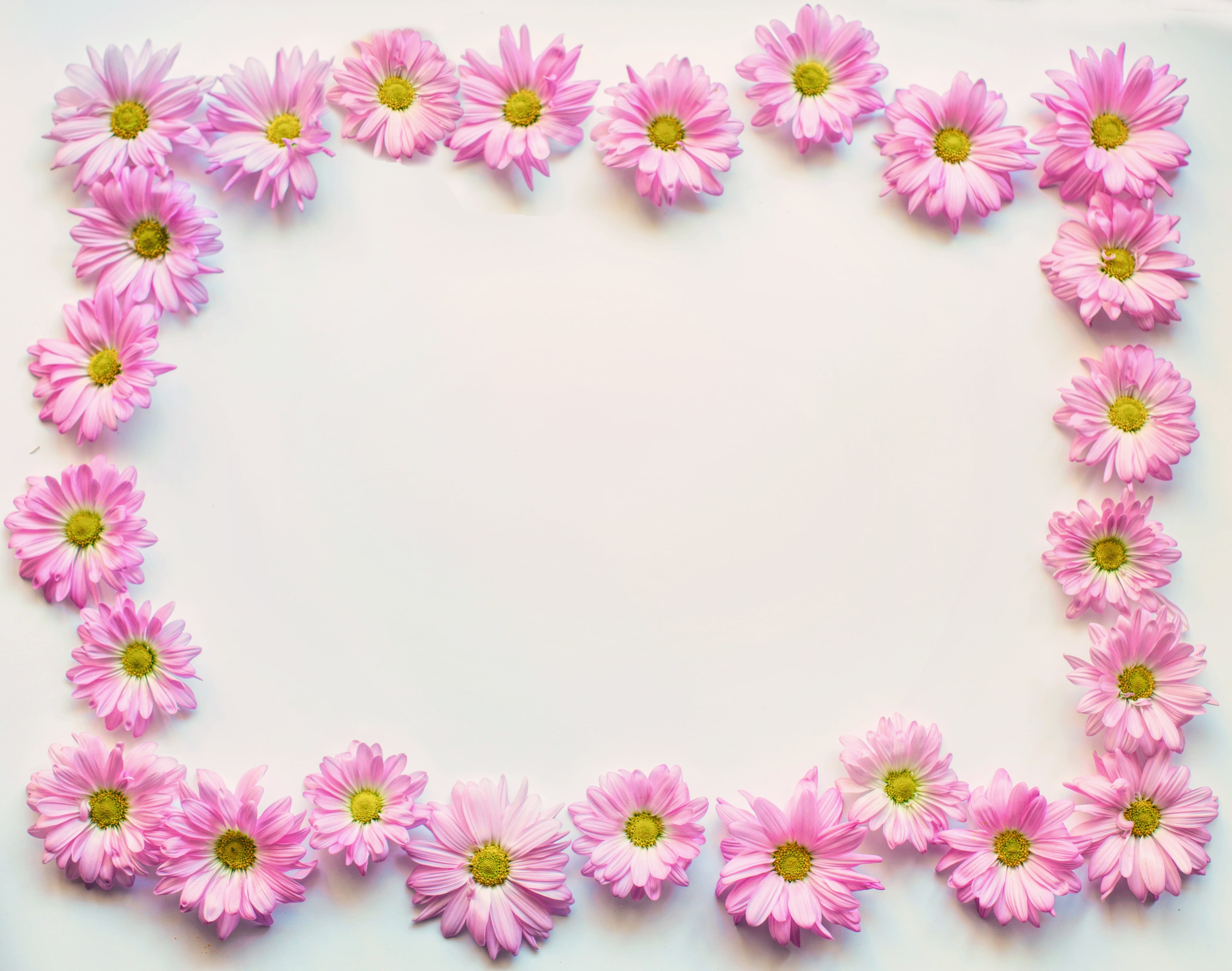 pink daisies border frame copy space
