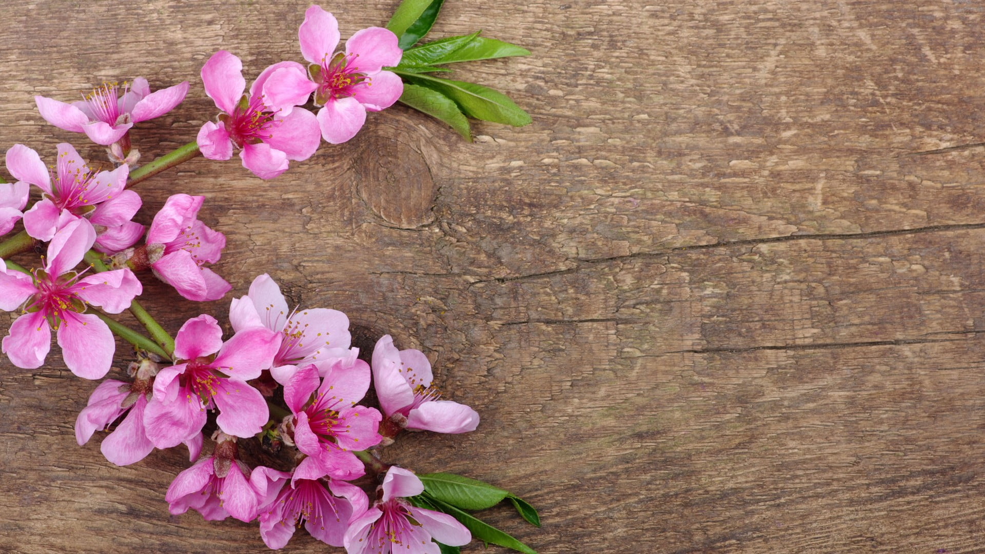 pink flower flowers blossom wallpaper