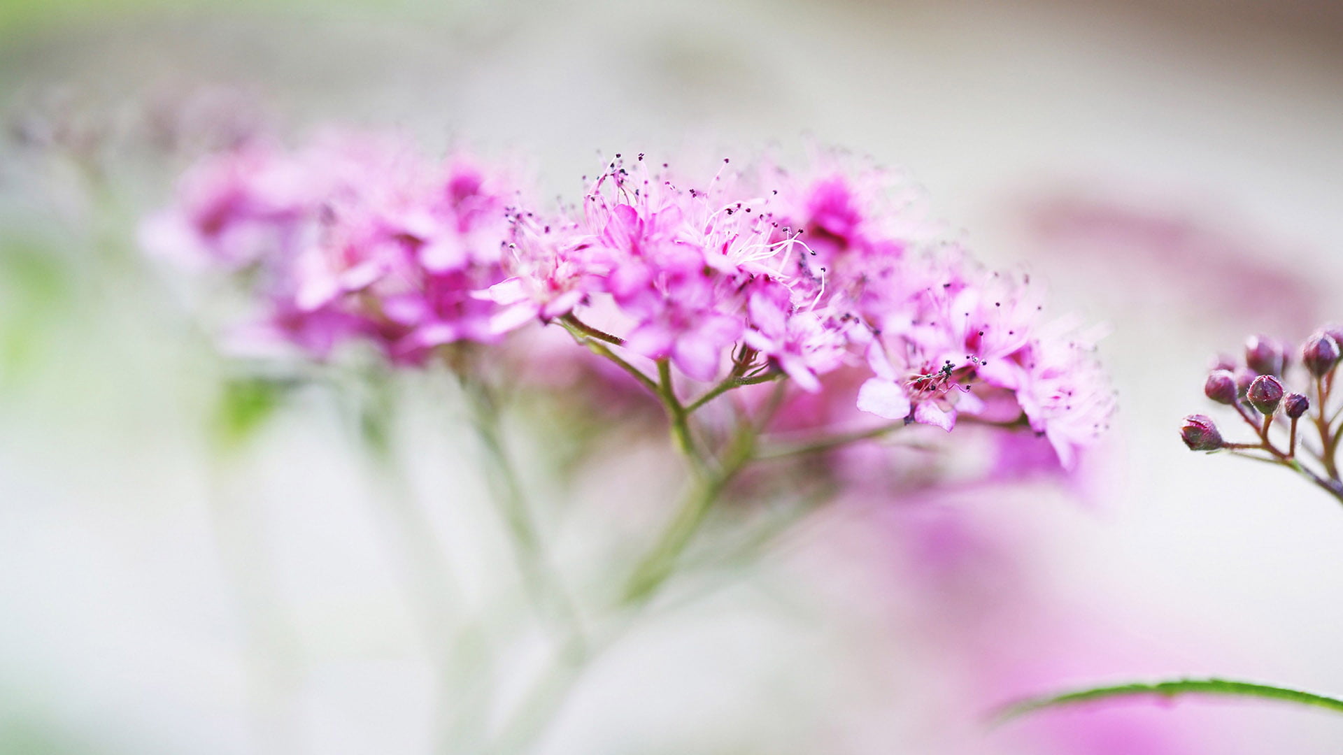 pink flower petal flowers wallpaper