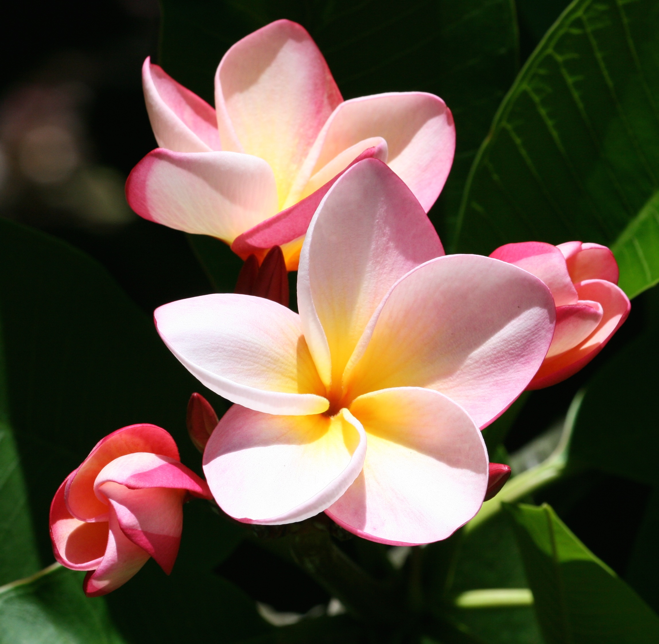plumeria flowers exotic tropical