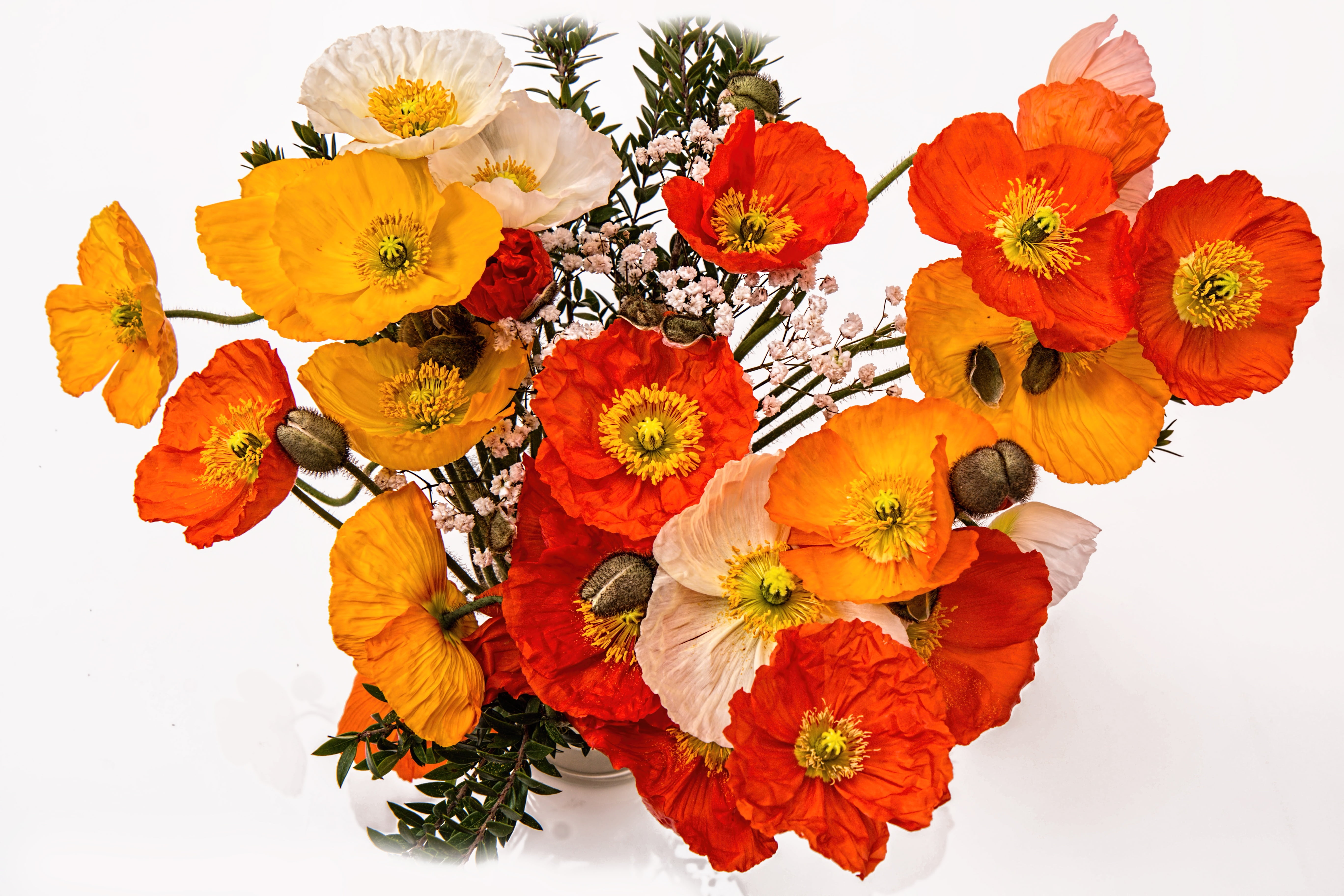 poppies cheerful happy bright