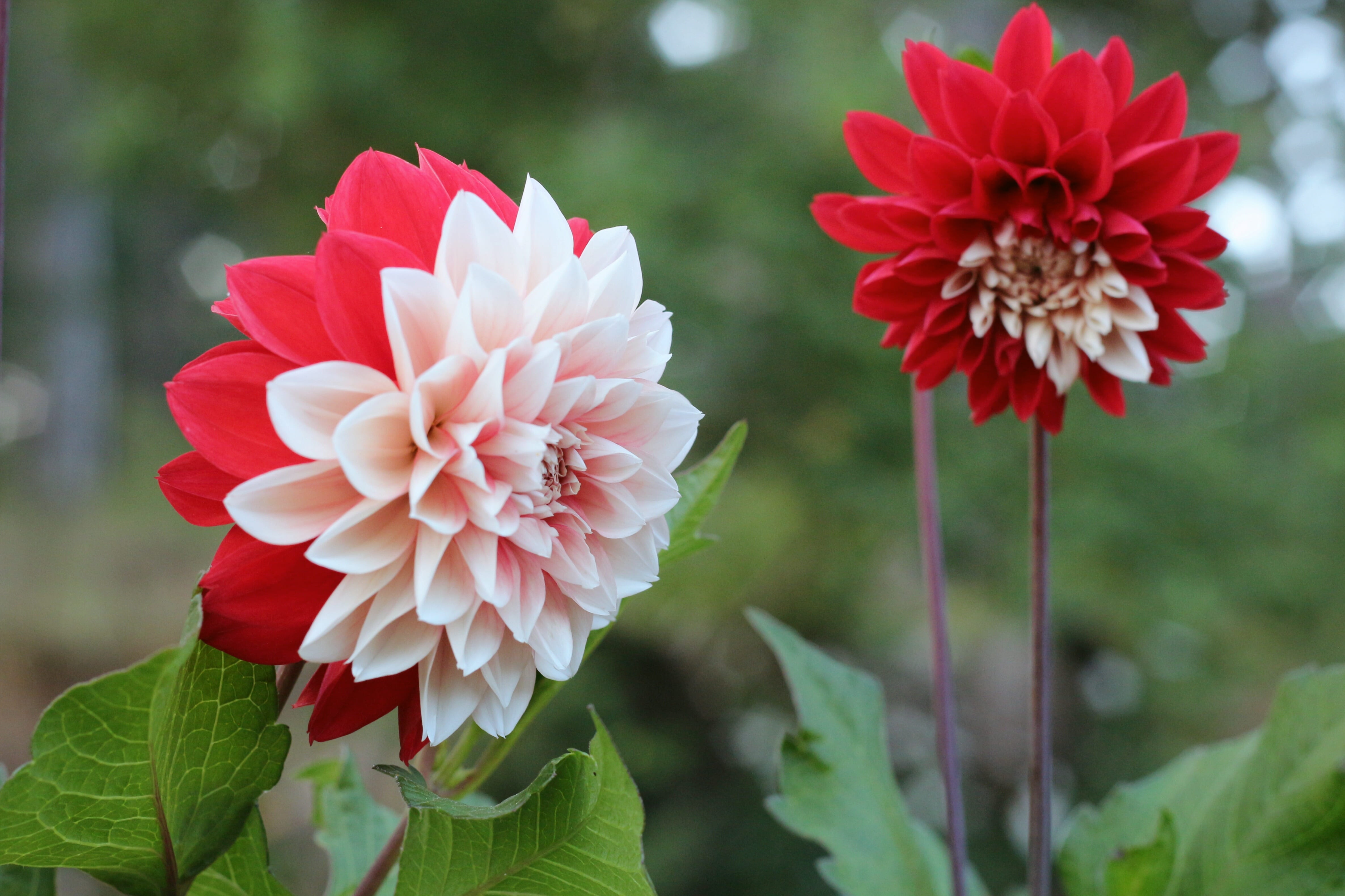 potato blossom flower red and white flower picture