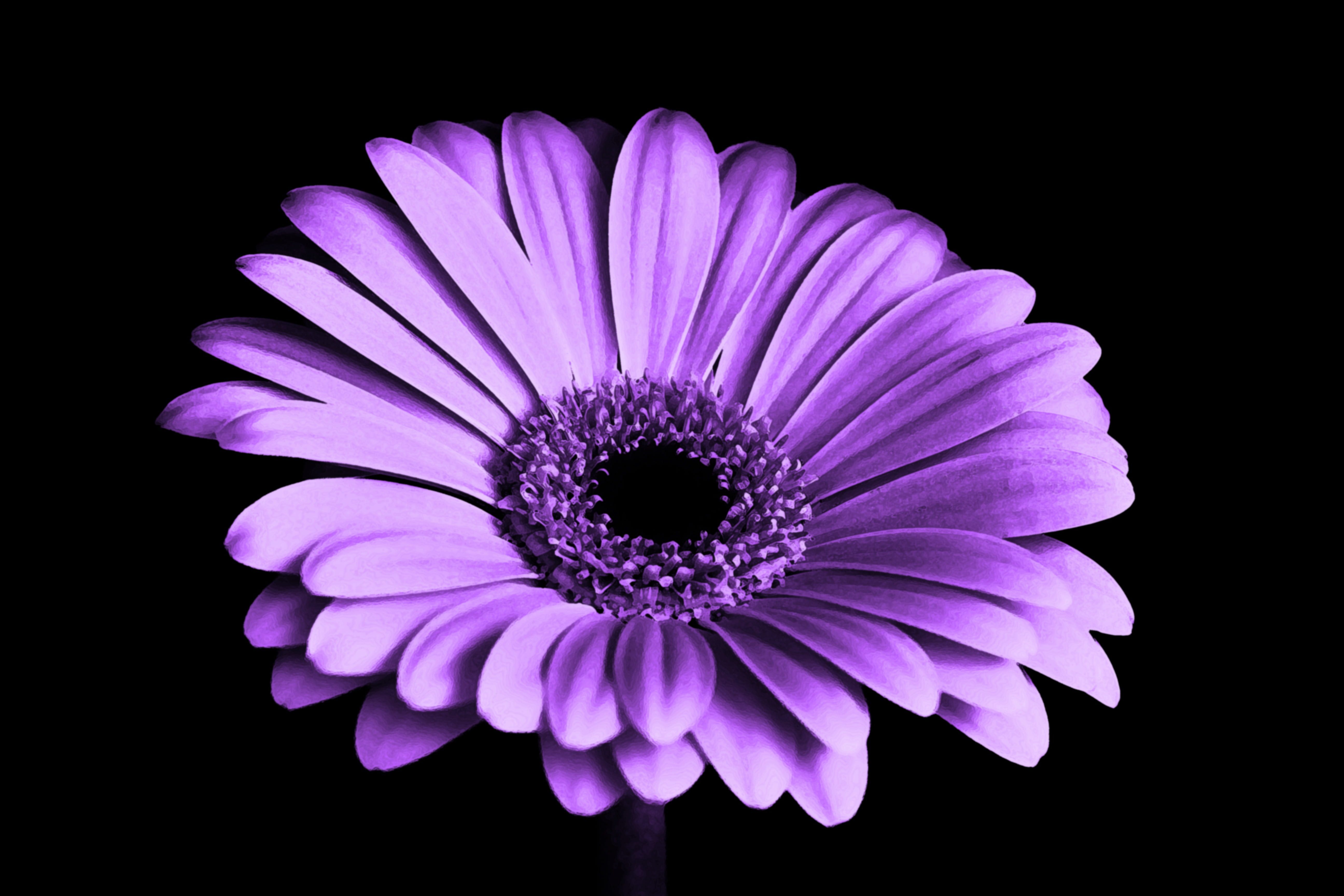 purple flower chrysanthemum nature
