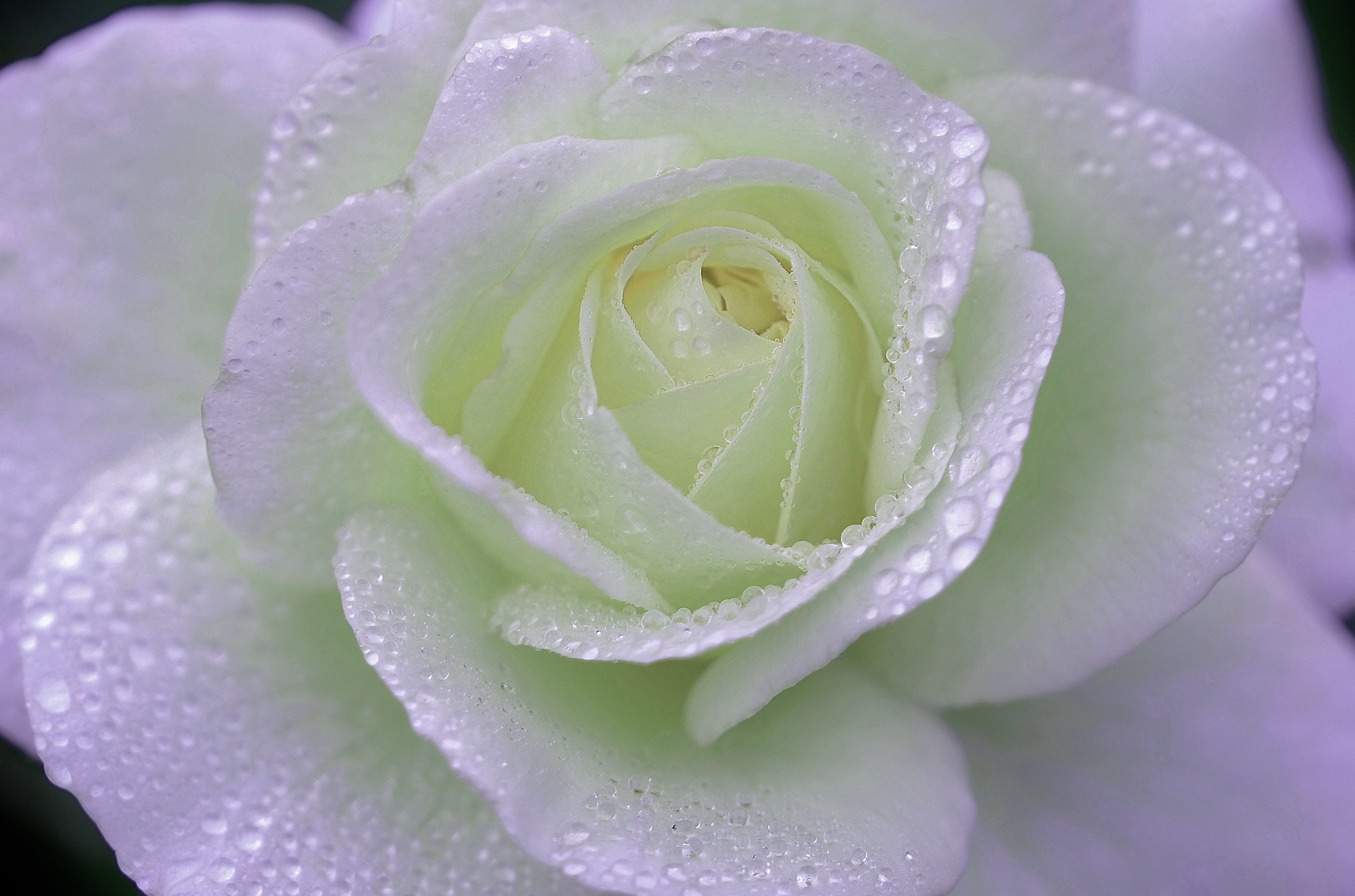 rose flower natur spring