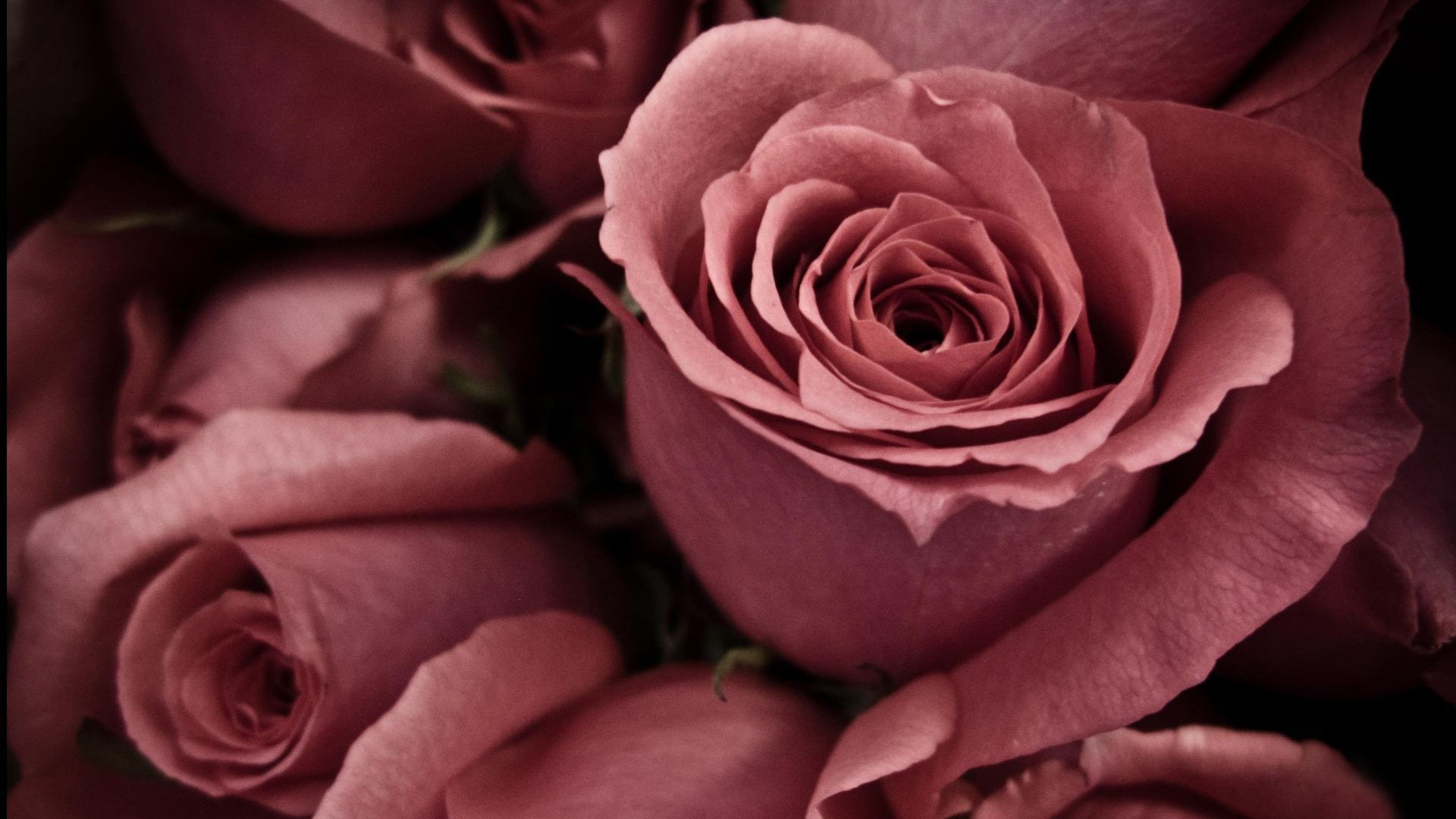 rose pink flower blossom wallpaper