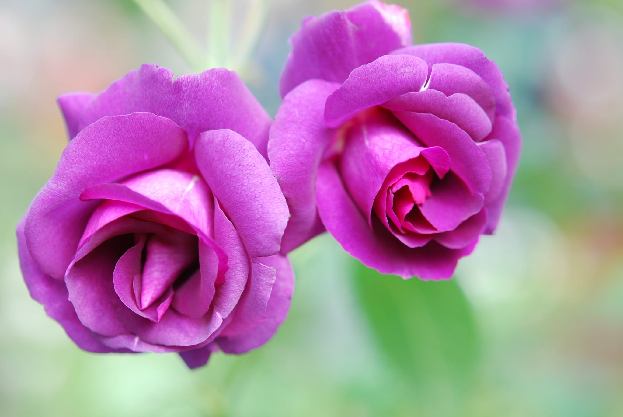 rose purple blossom bloom