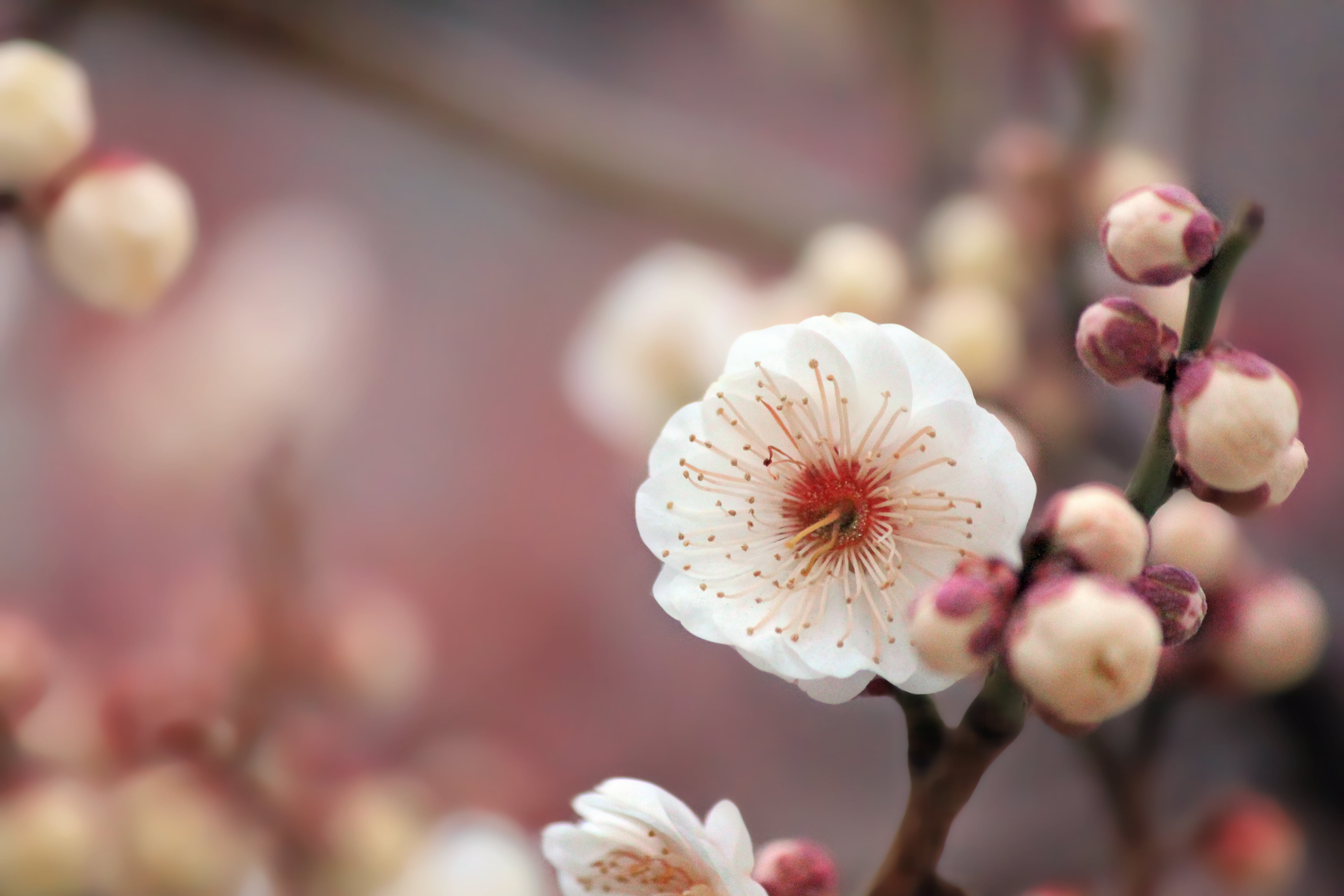 selective photo of red round fruit wallpaper