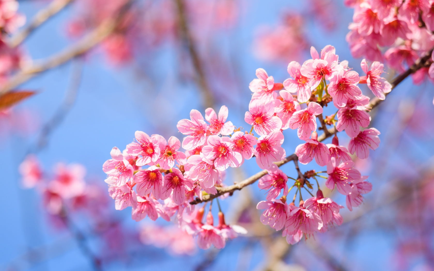 spring sakura flower spring wallpaper