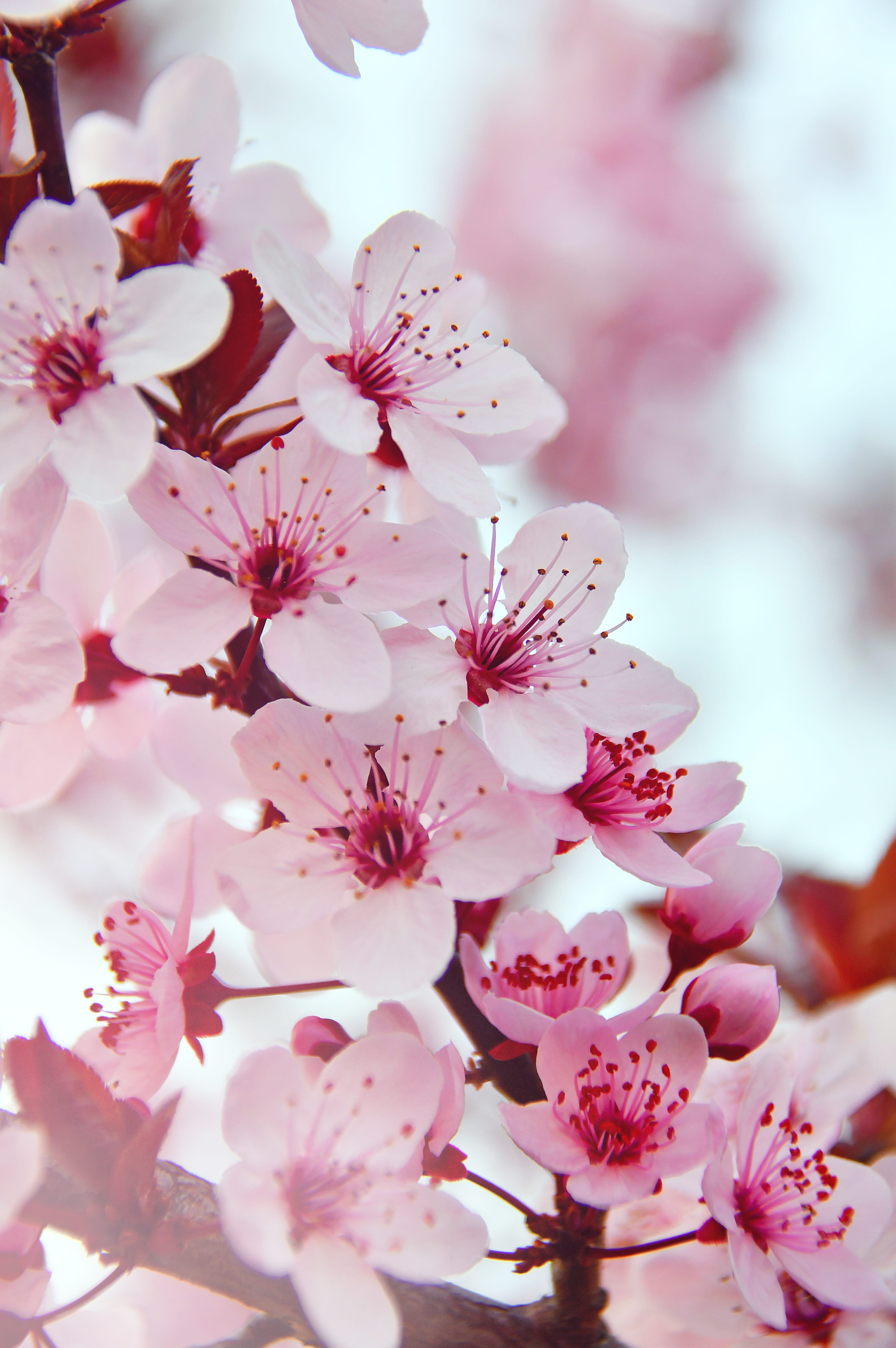 spring spring flowers pink pink flowers