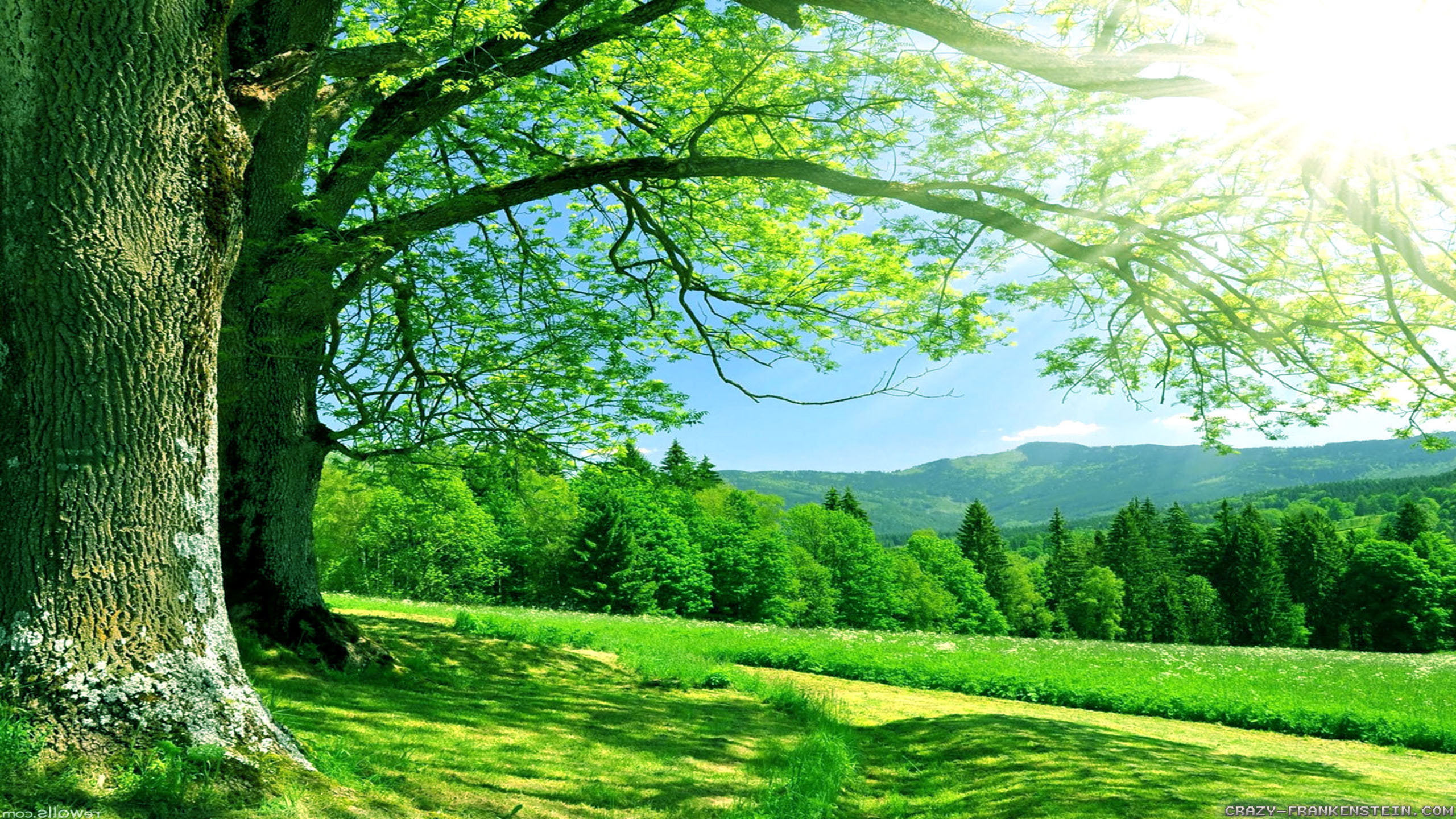 summer images 2560x1440 wallpaper