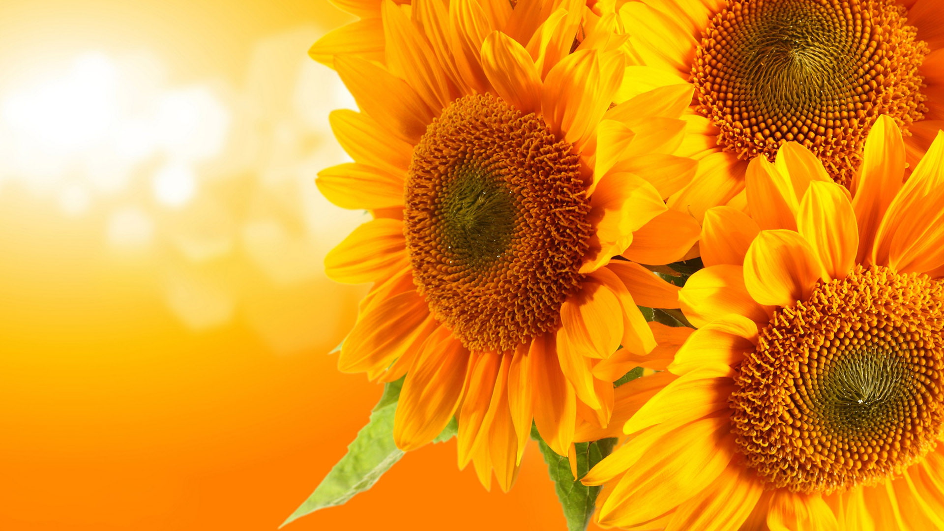 sunflower flower yellow plant wallpaper