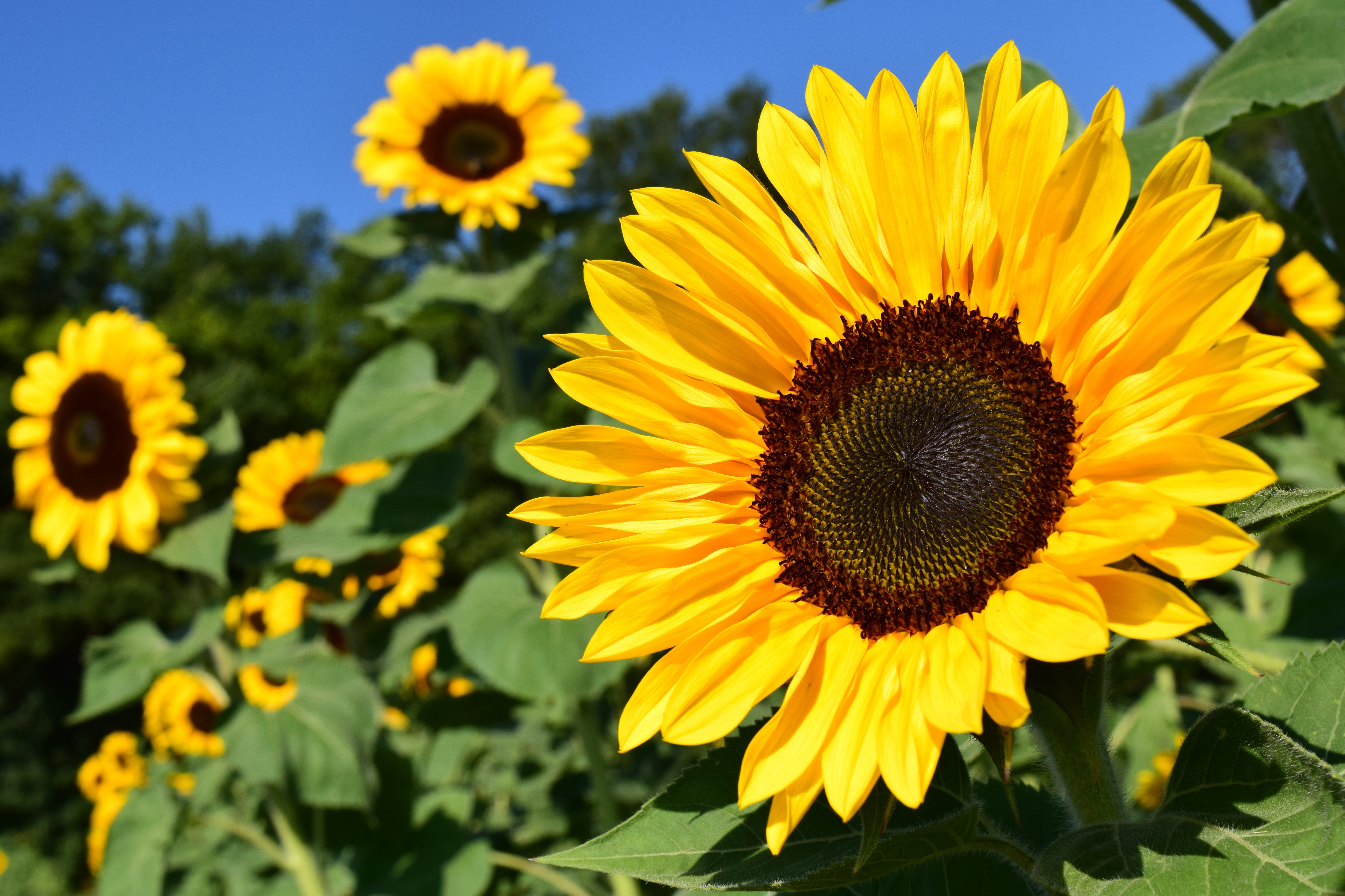 sunflower sunflower field yellow summer