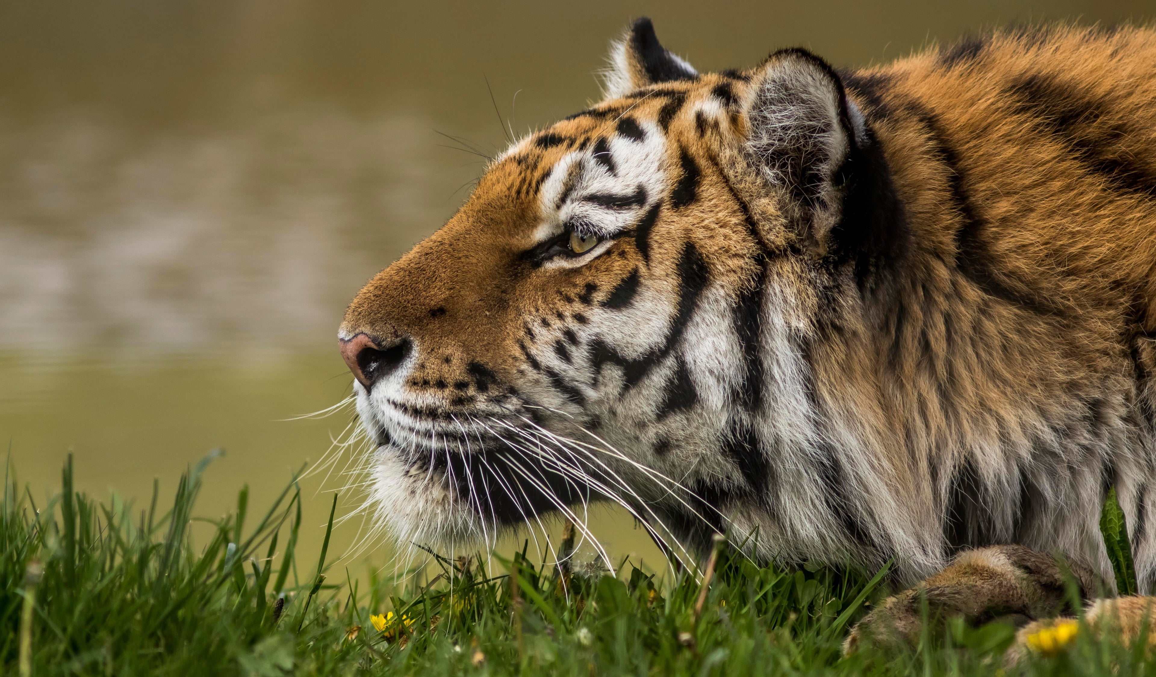 tiger 4k background desktop computer wallpaper