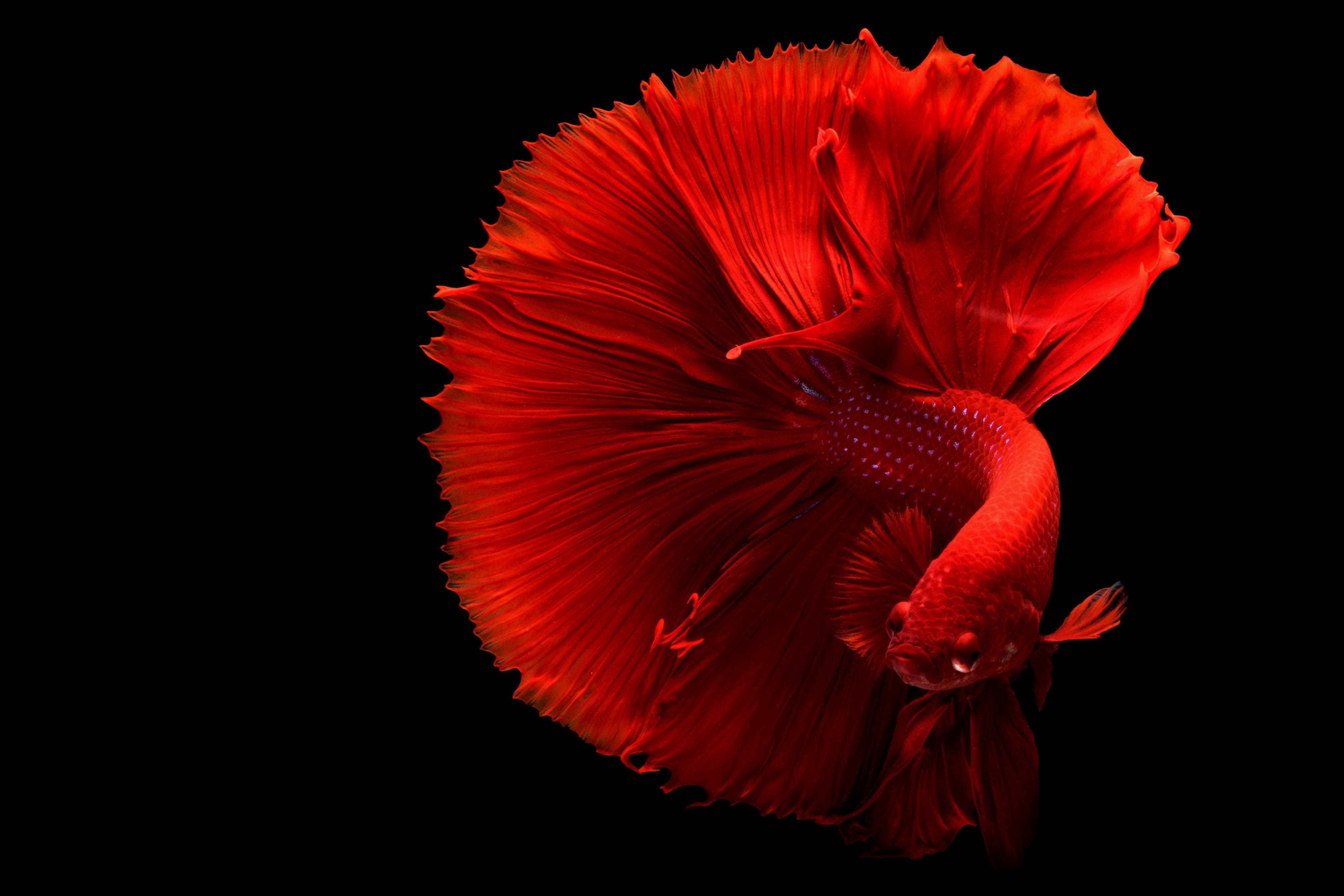animal betta desktop backgrounds fish