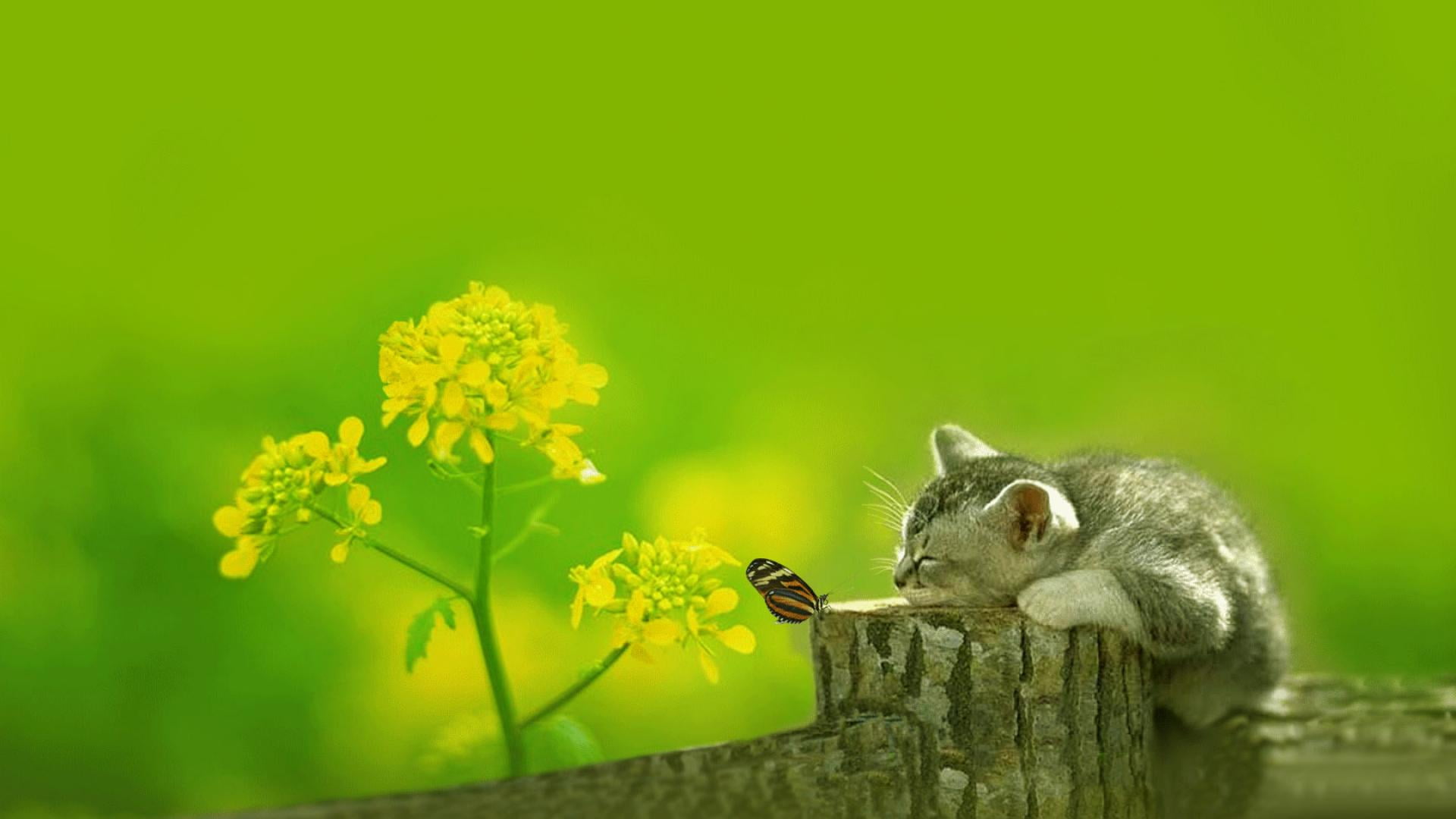 animals plant grass summer wallpaper