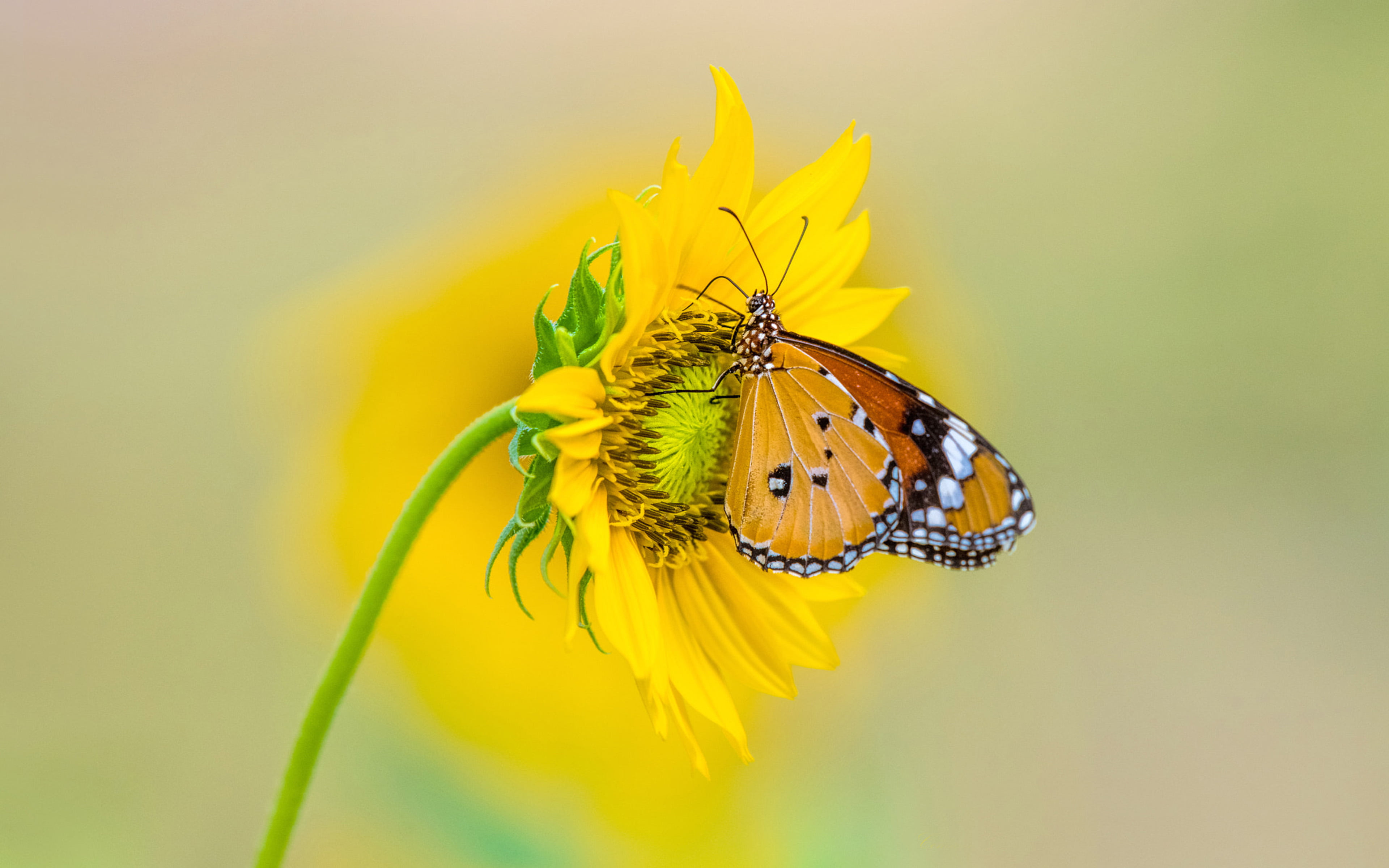 Attractive 4K Butterfly Desktop Wallpaper