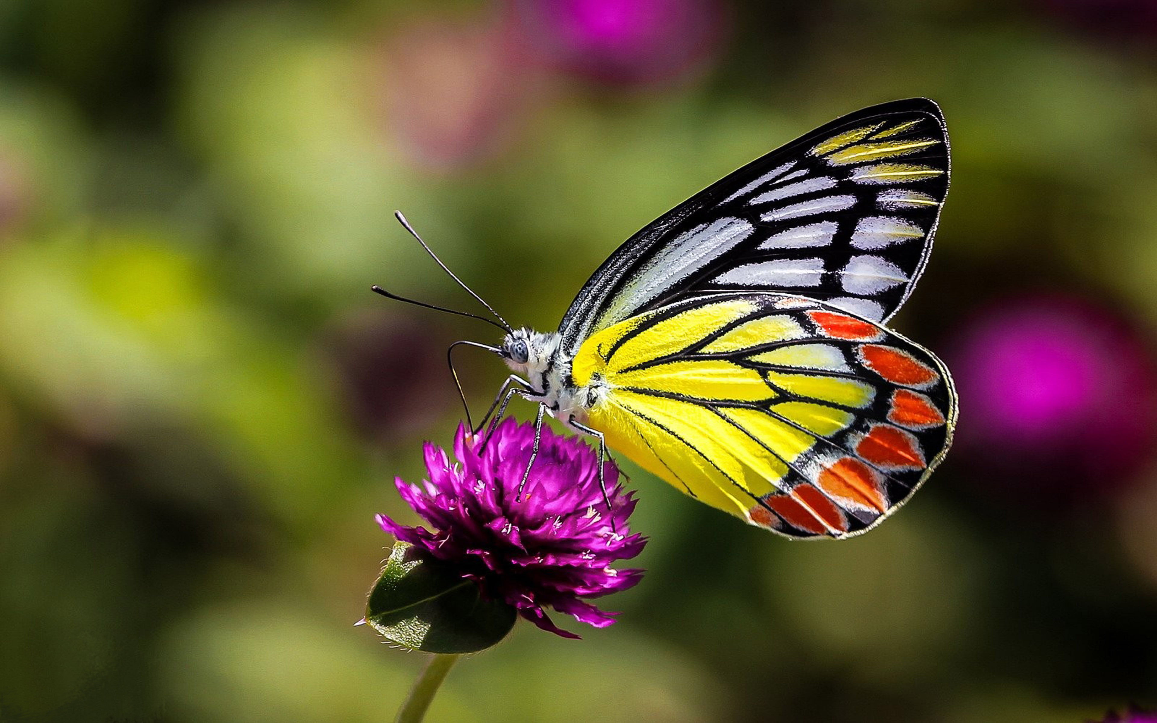 Attractive 4K Butterfly on flower Desktop Wallpaper
