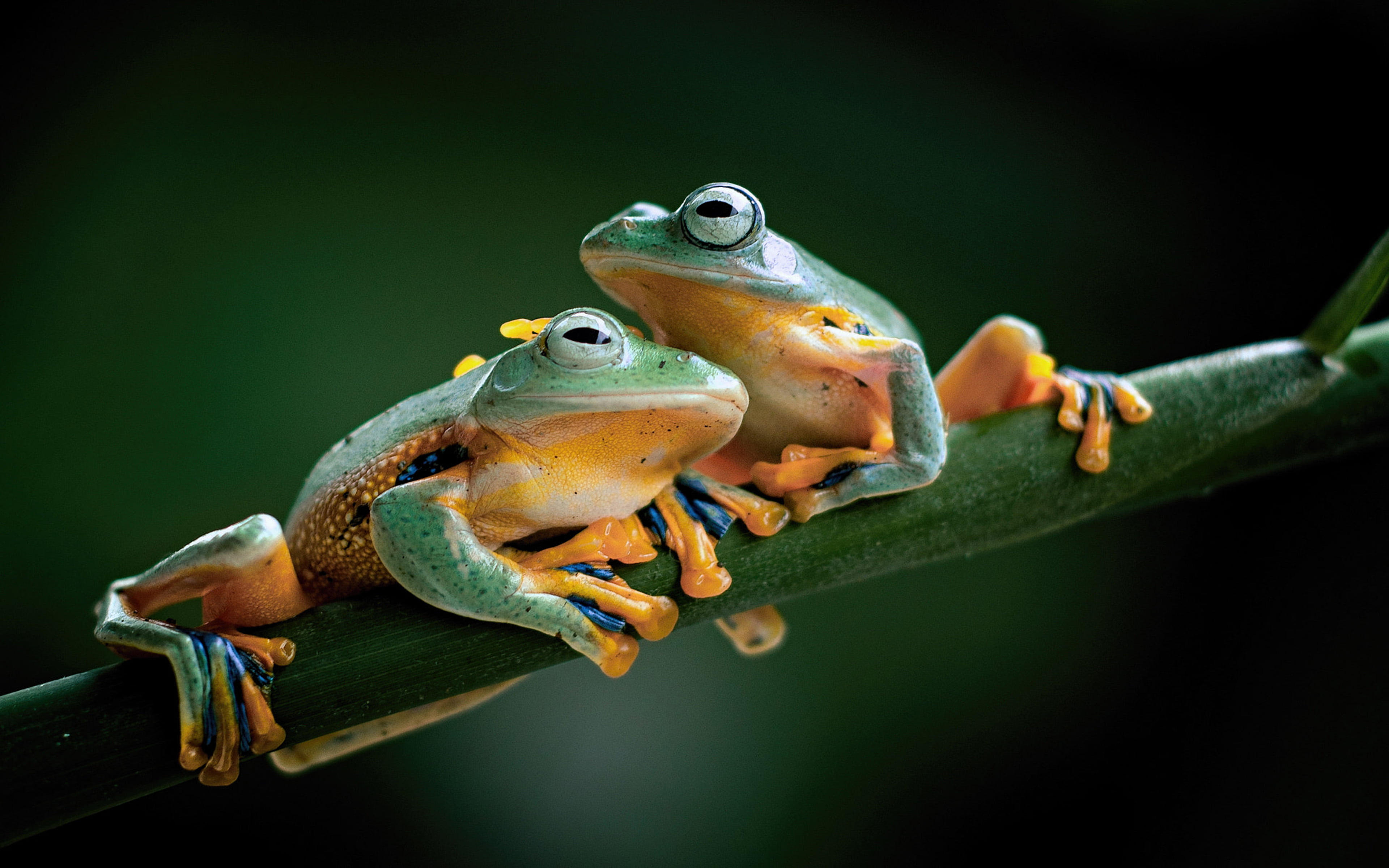 Attractive 4K Desktop Wallpaper (17)