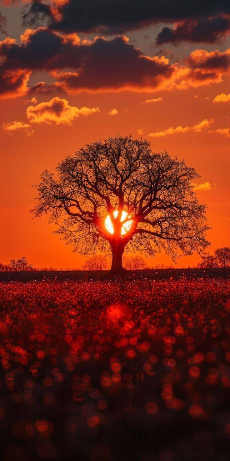 Creative Mobile Wallpaper (18)